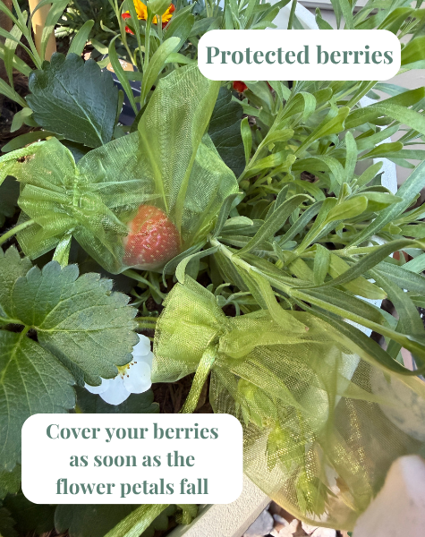 Strawberry Protection.png