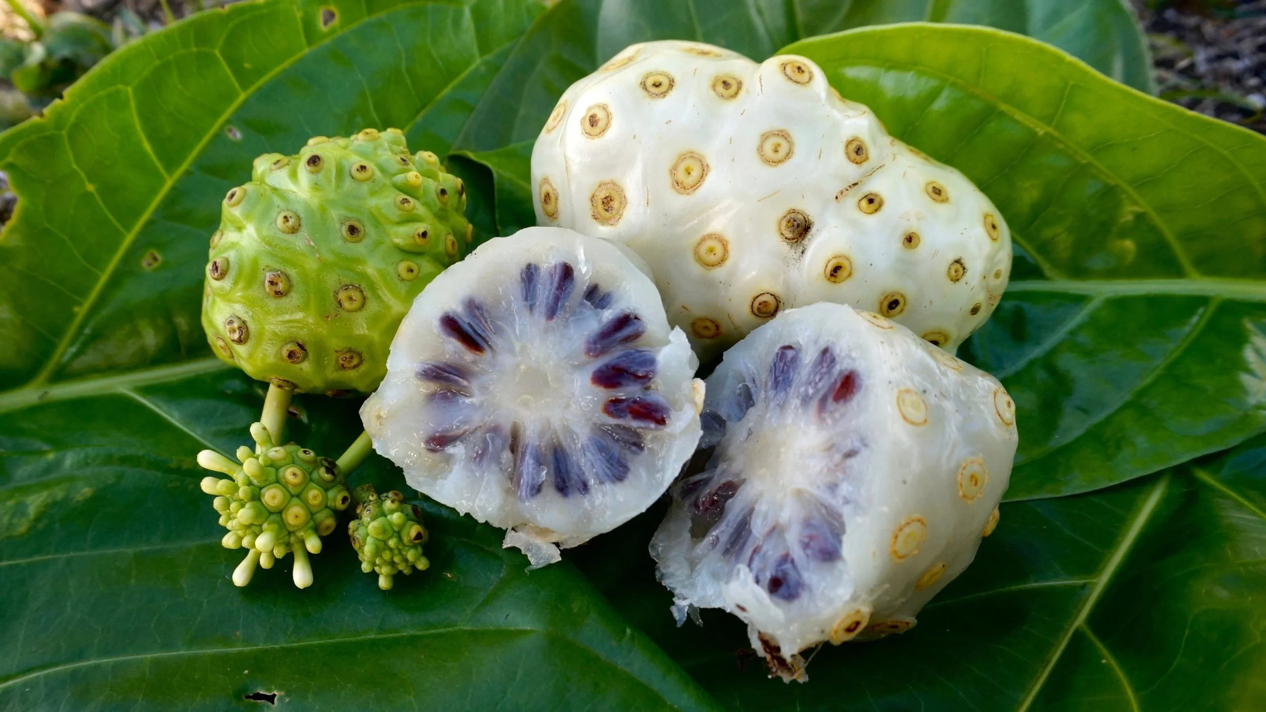 7 Health Benefits of Noni