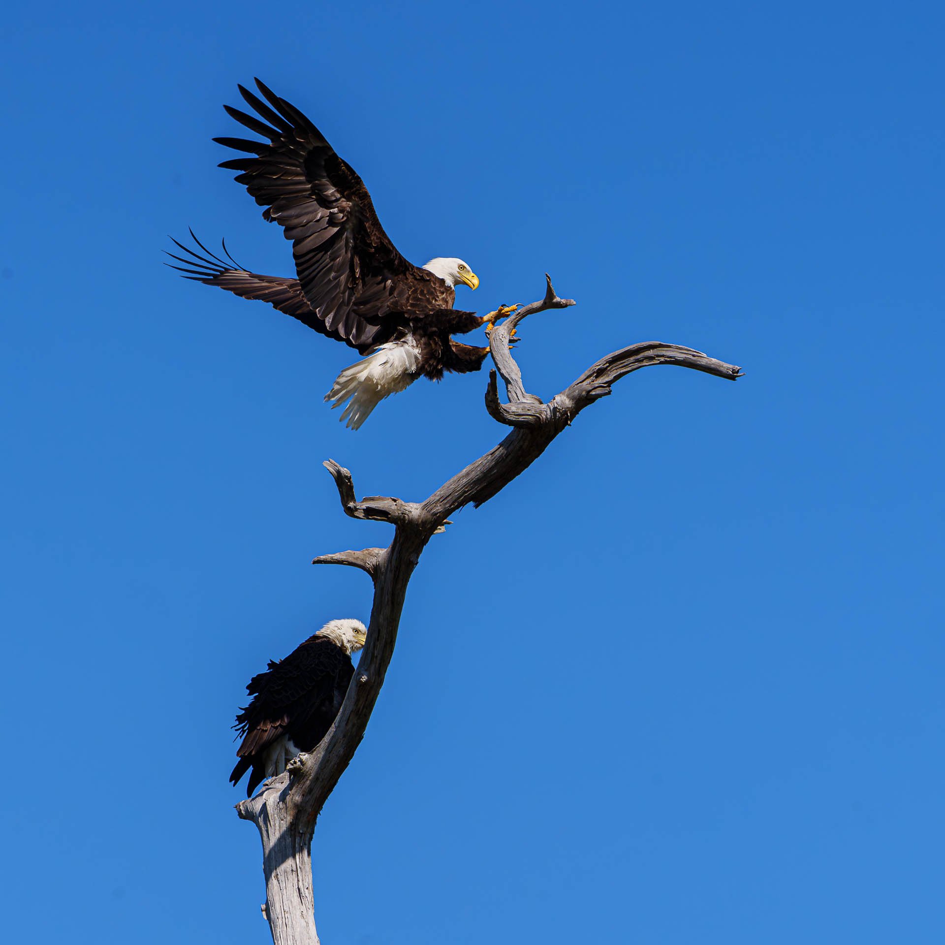 Eagles in the Sun Thumbnail-.jpg