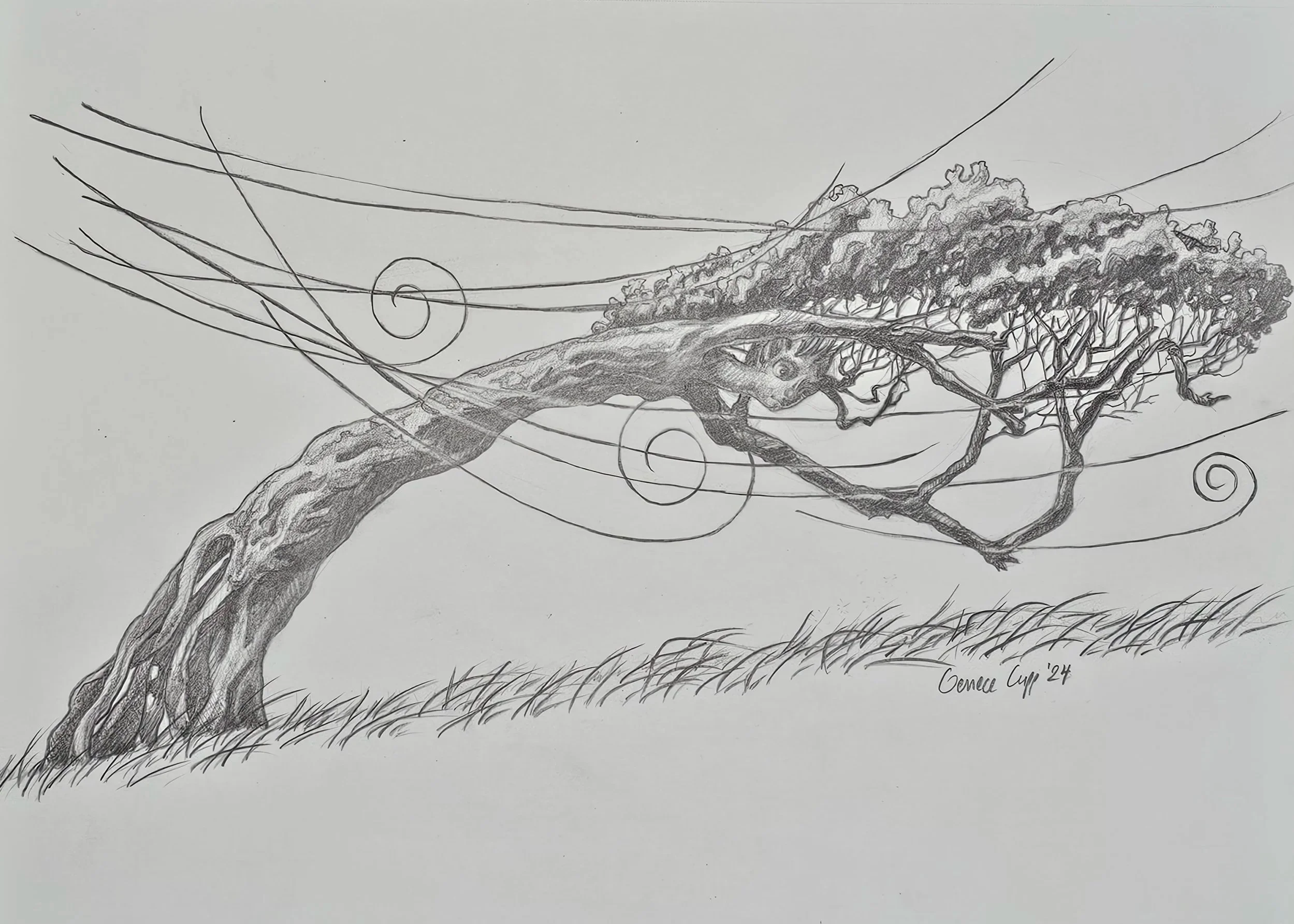 Dryad: blustery day, pencil, 2024