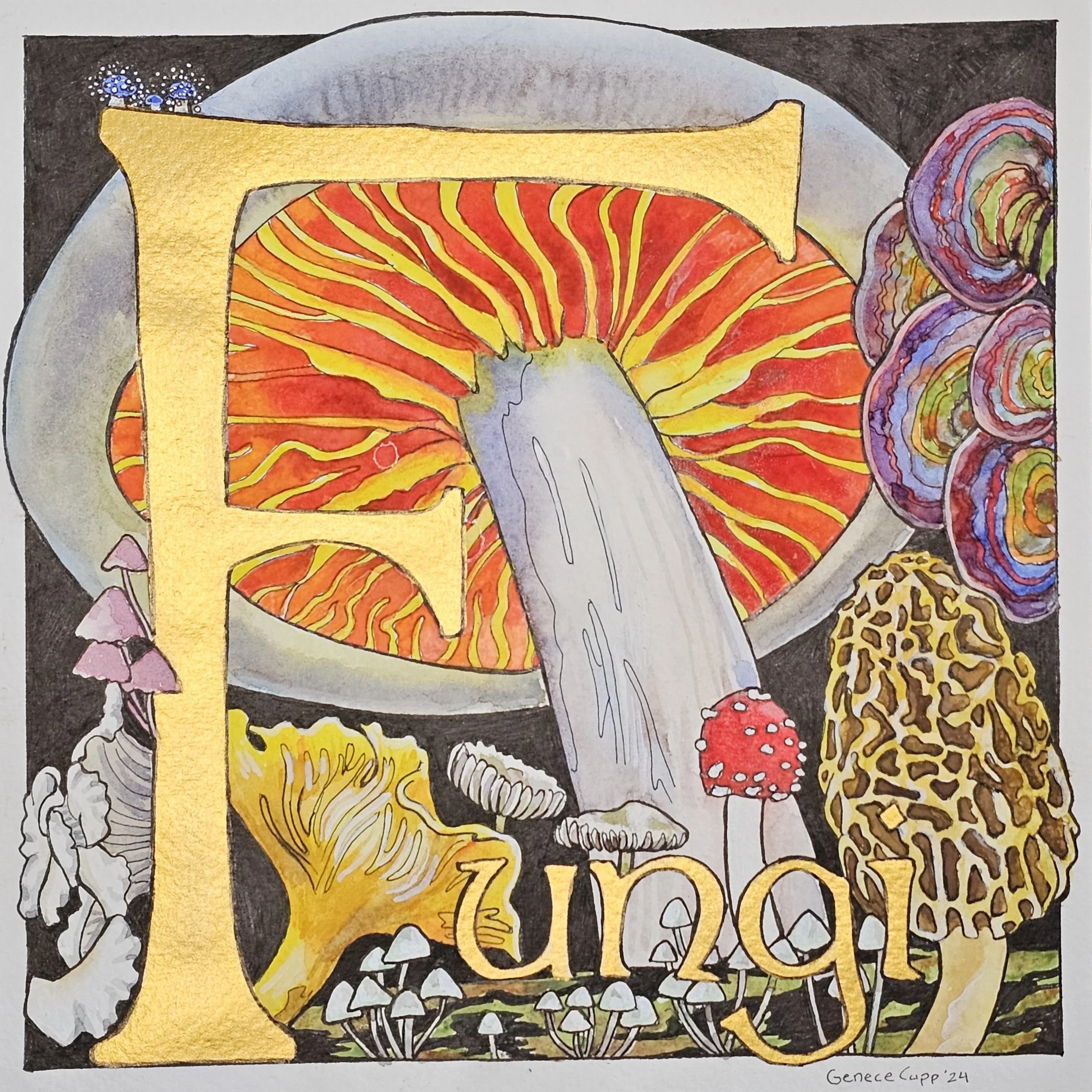 Fungi illustration, ink and watercolor 2024