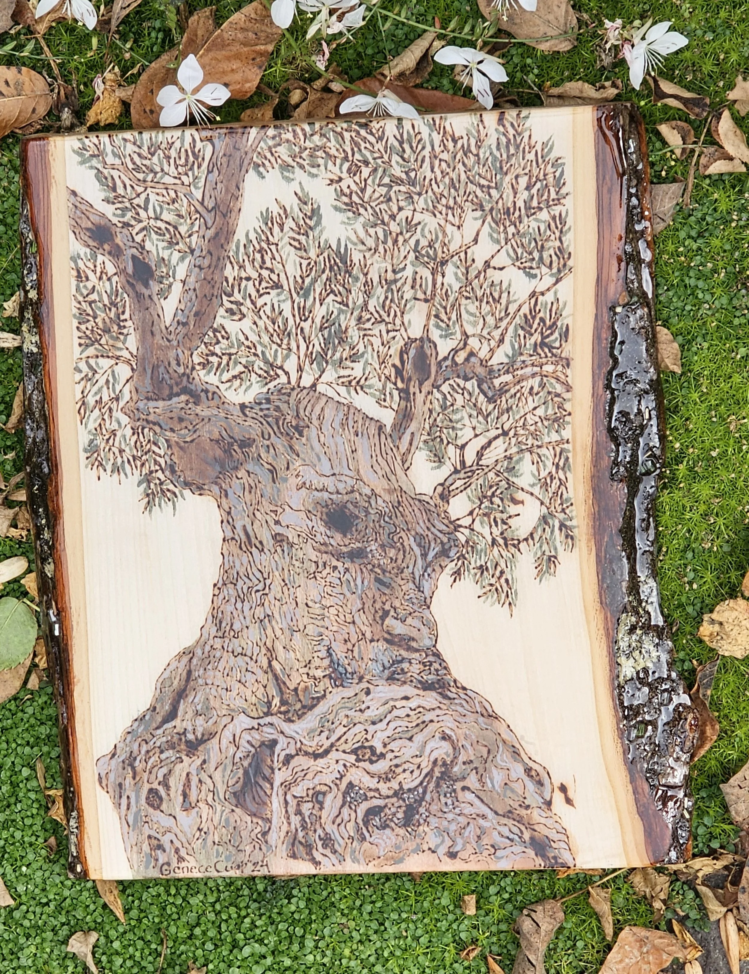 The Thinking Tree, woodburning with watercolor and resin, 2024