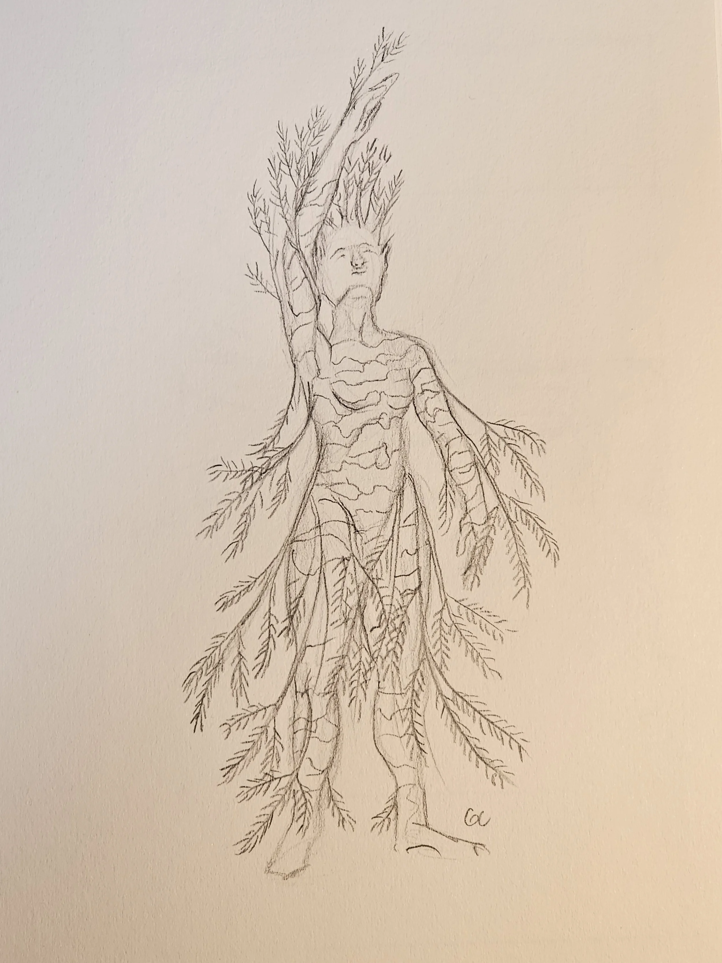 Evergreen Dryad, pencil, 2023