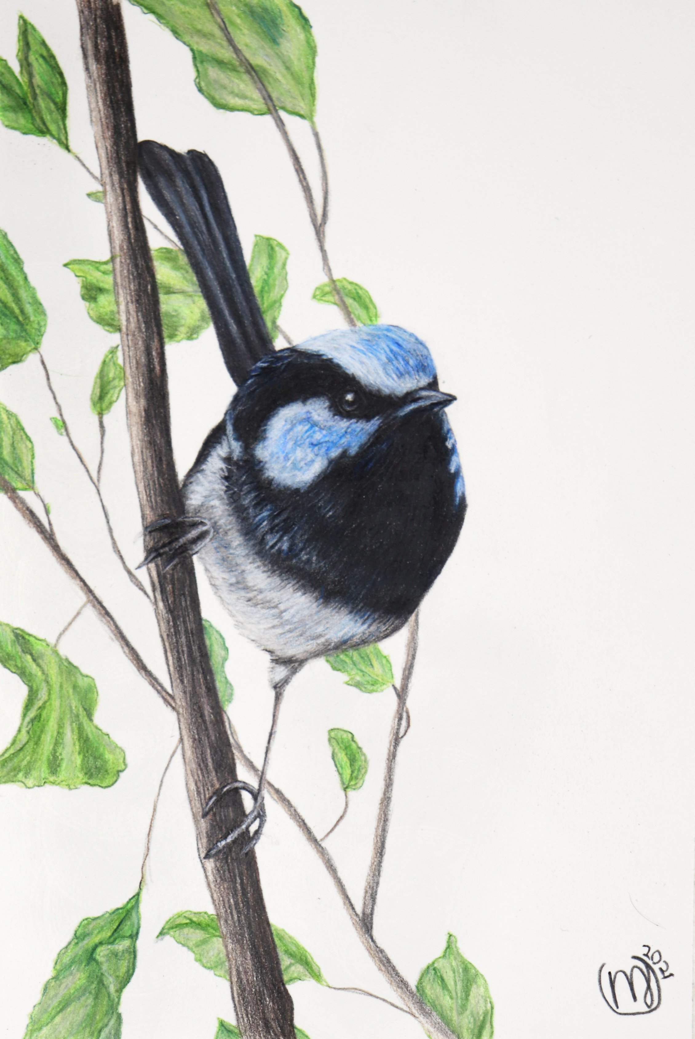 Male Fairy Wren - Sold