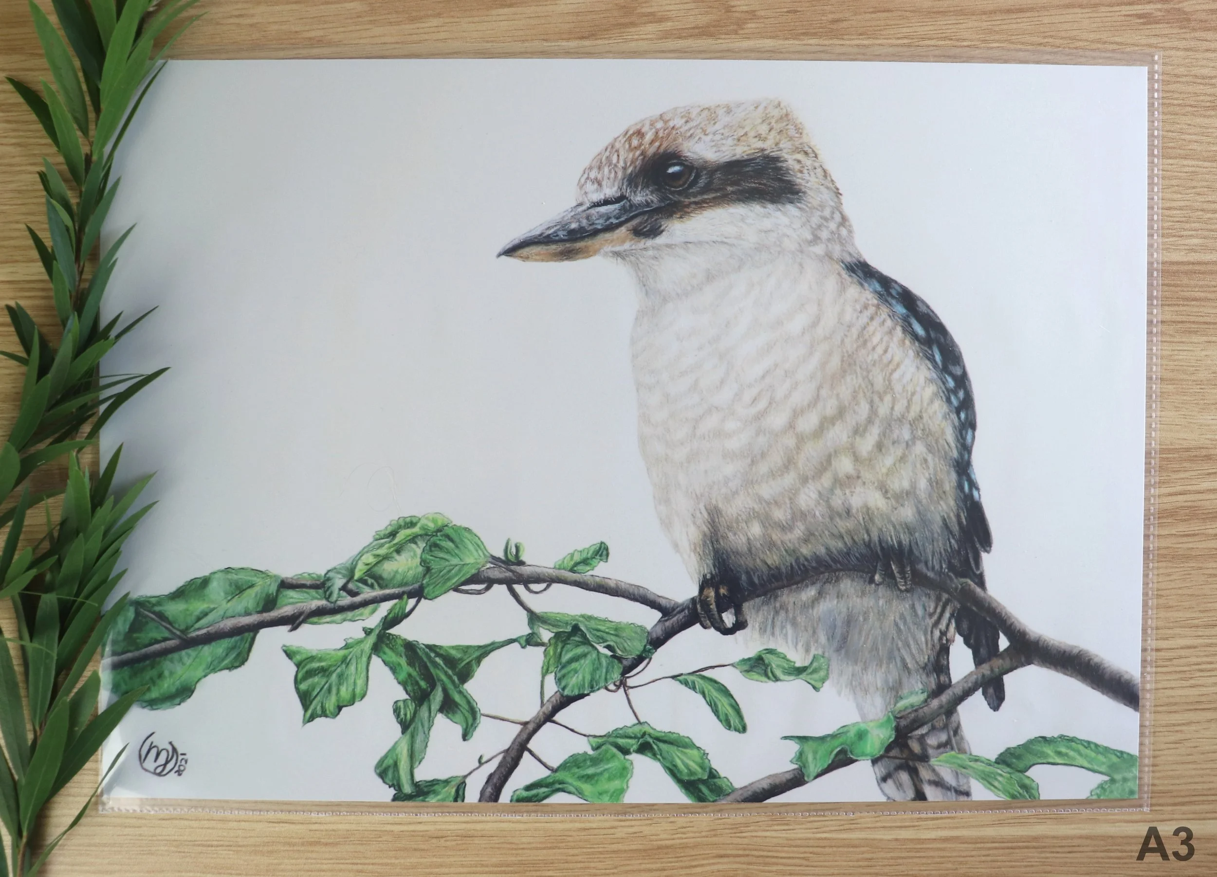 Kookaburra on Branch A3.jpg