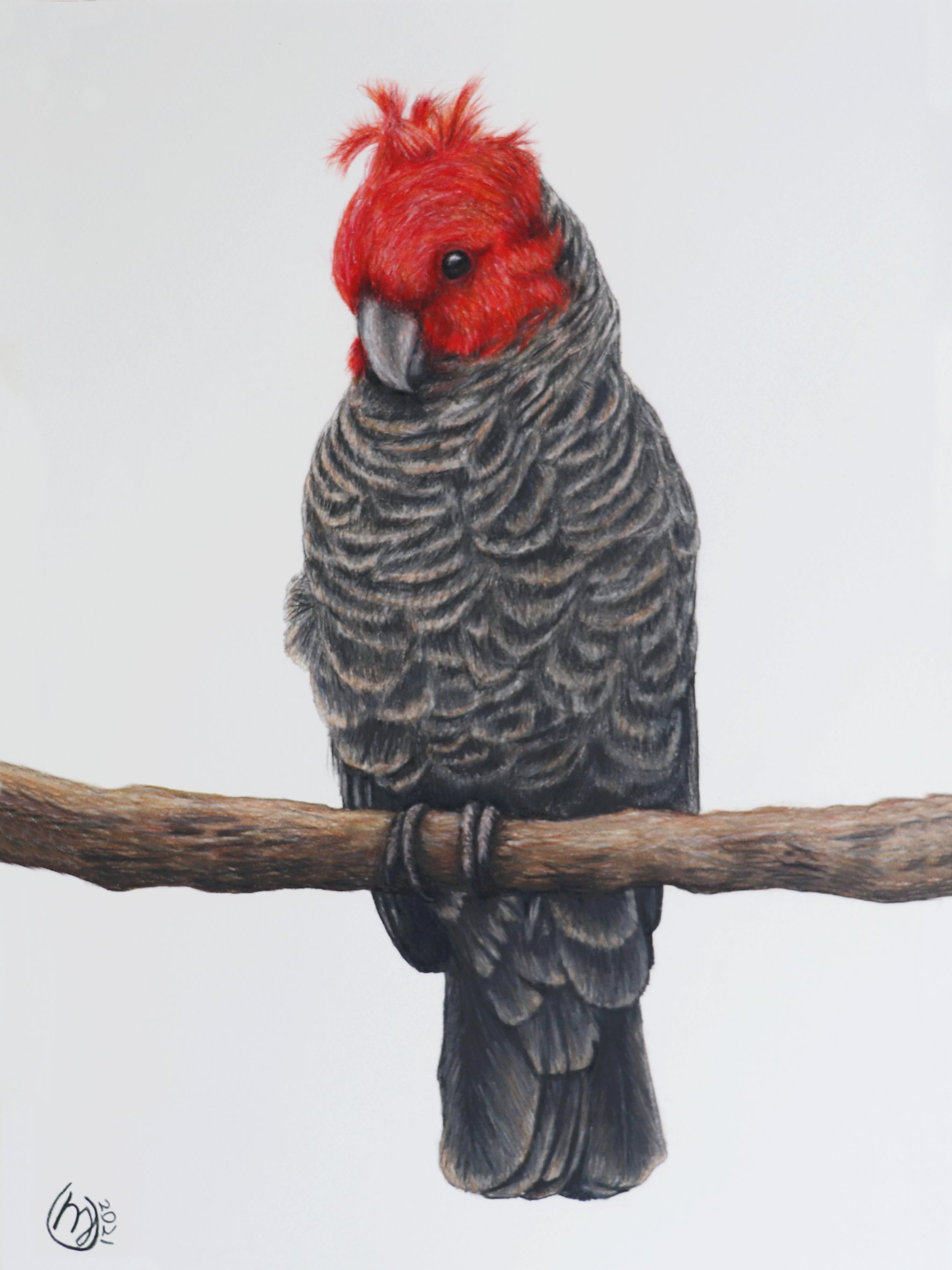 Gang-gang Cockatoo - Sold