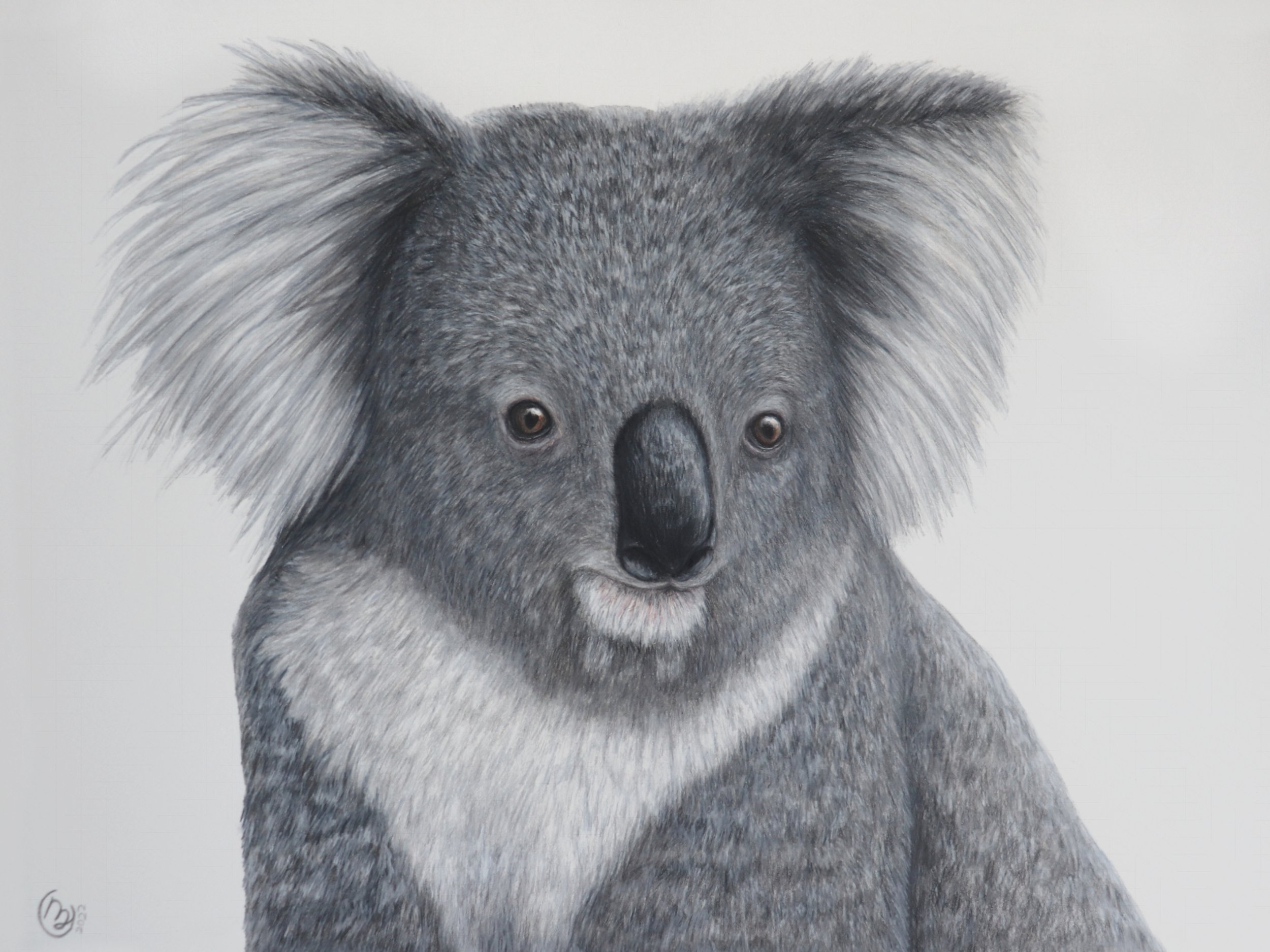 Koala- Not For Sale