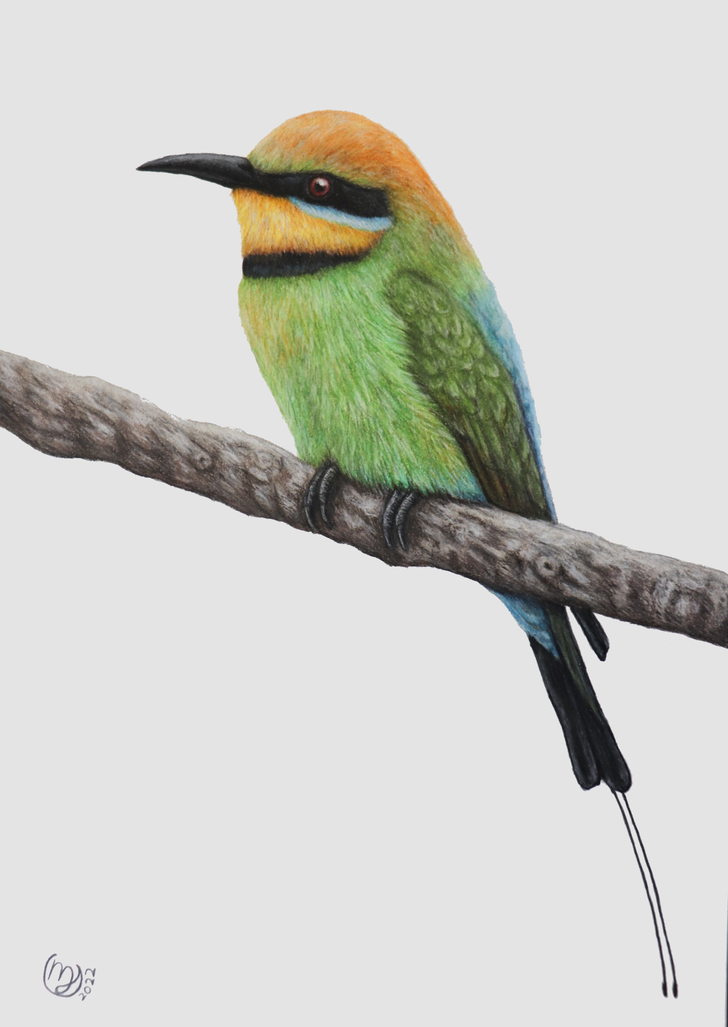 Rainbow Bee-eater - Sold