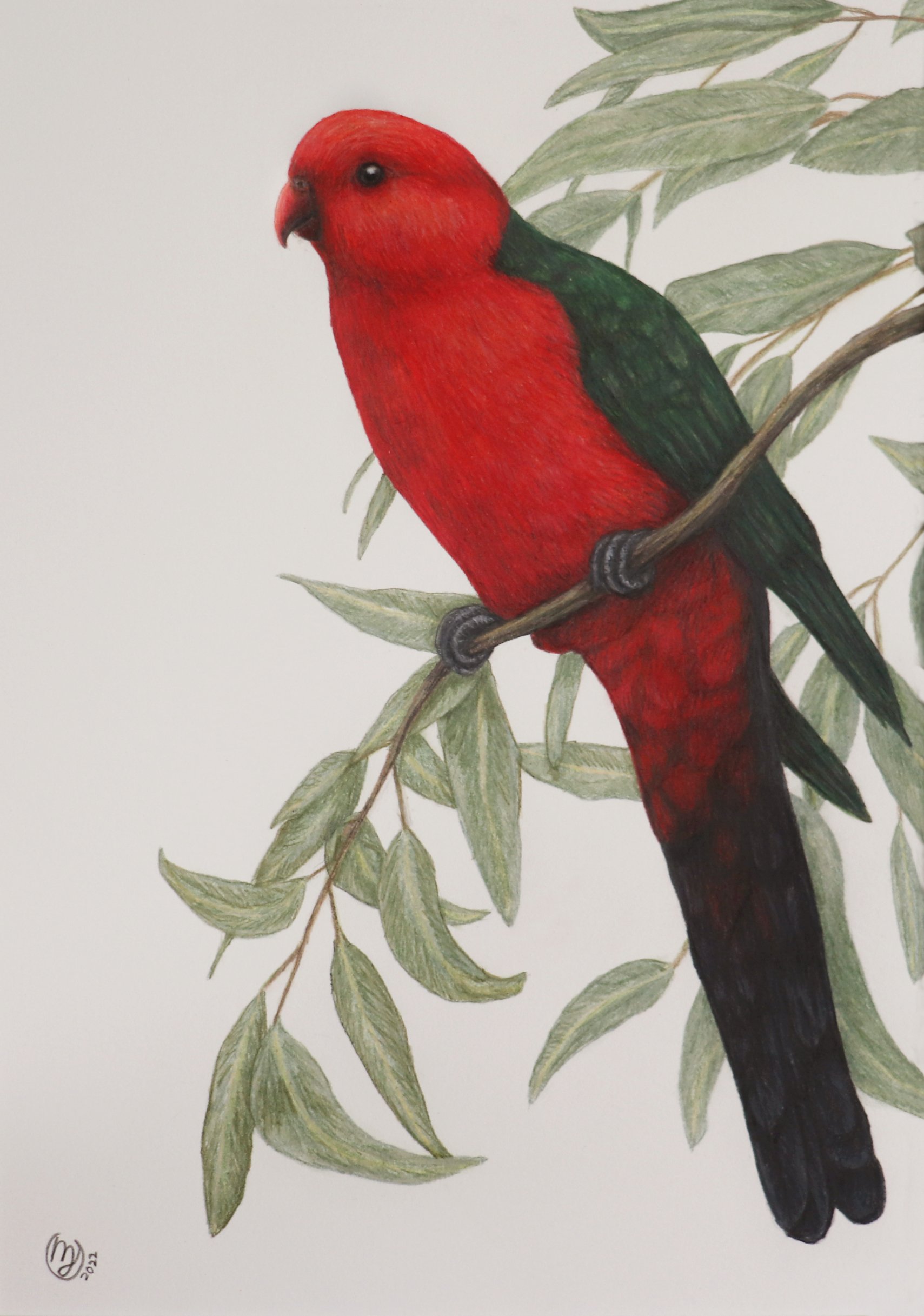 Australian King Parrot - Sold