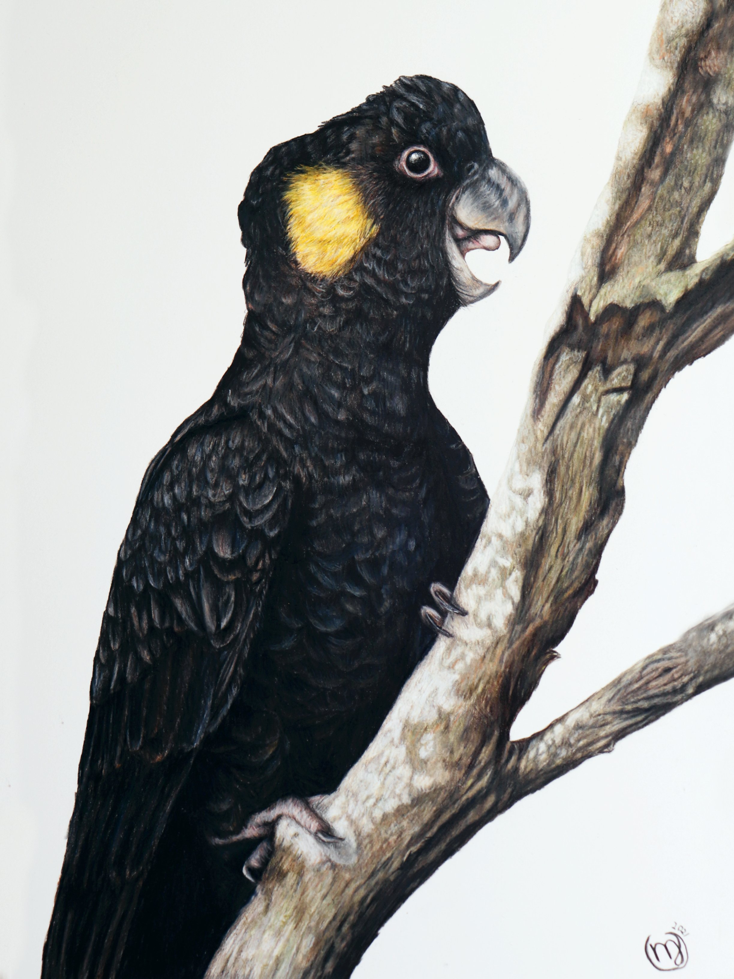 Yellow-tailed Black Cockatoo - Sold
