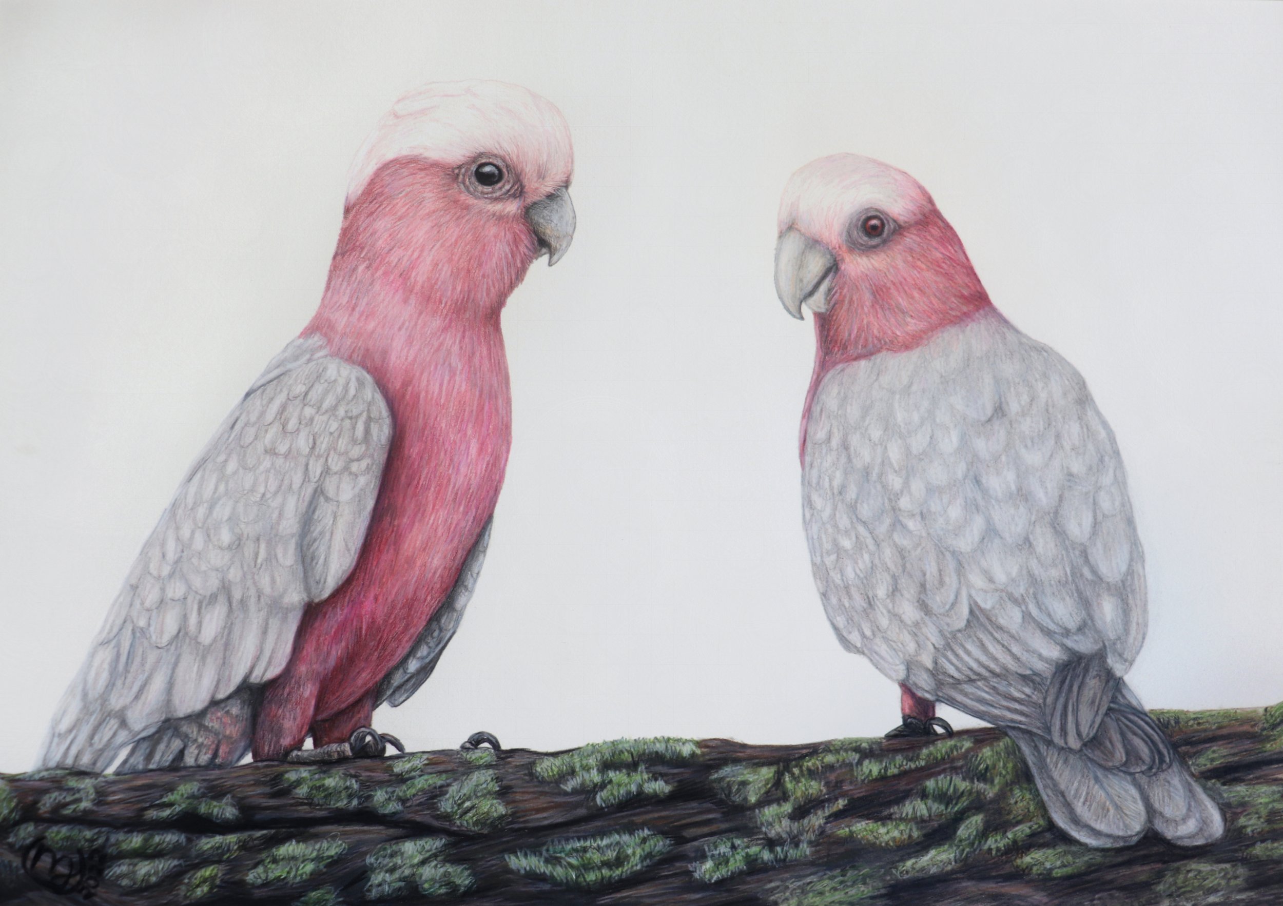 Galahs - Sold