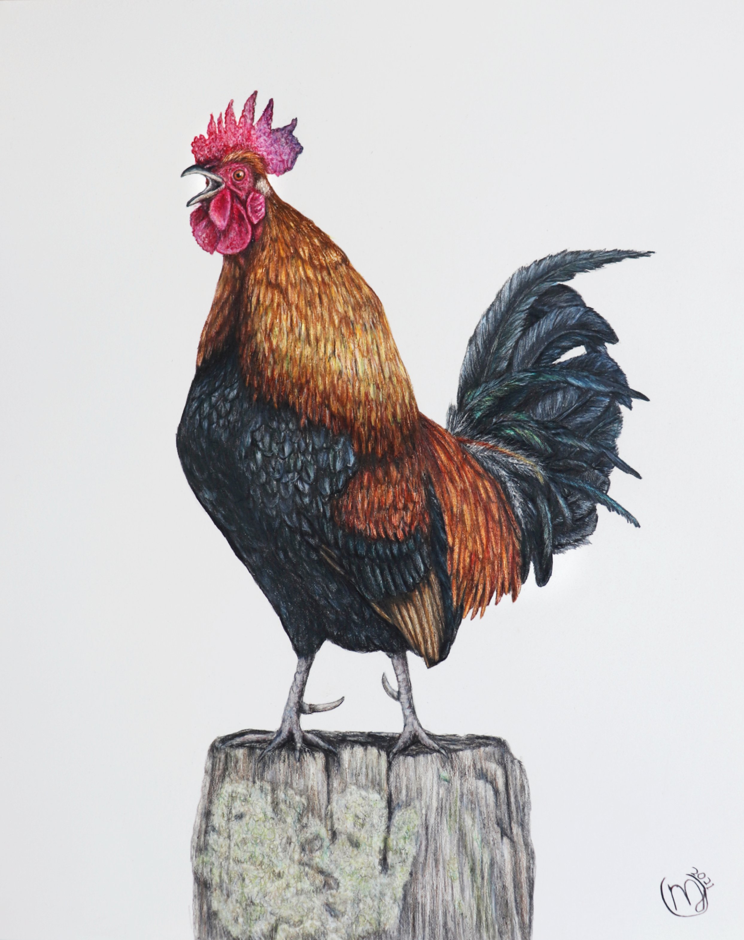 Rooster - Sold