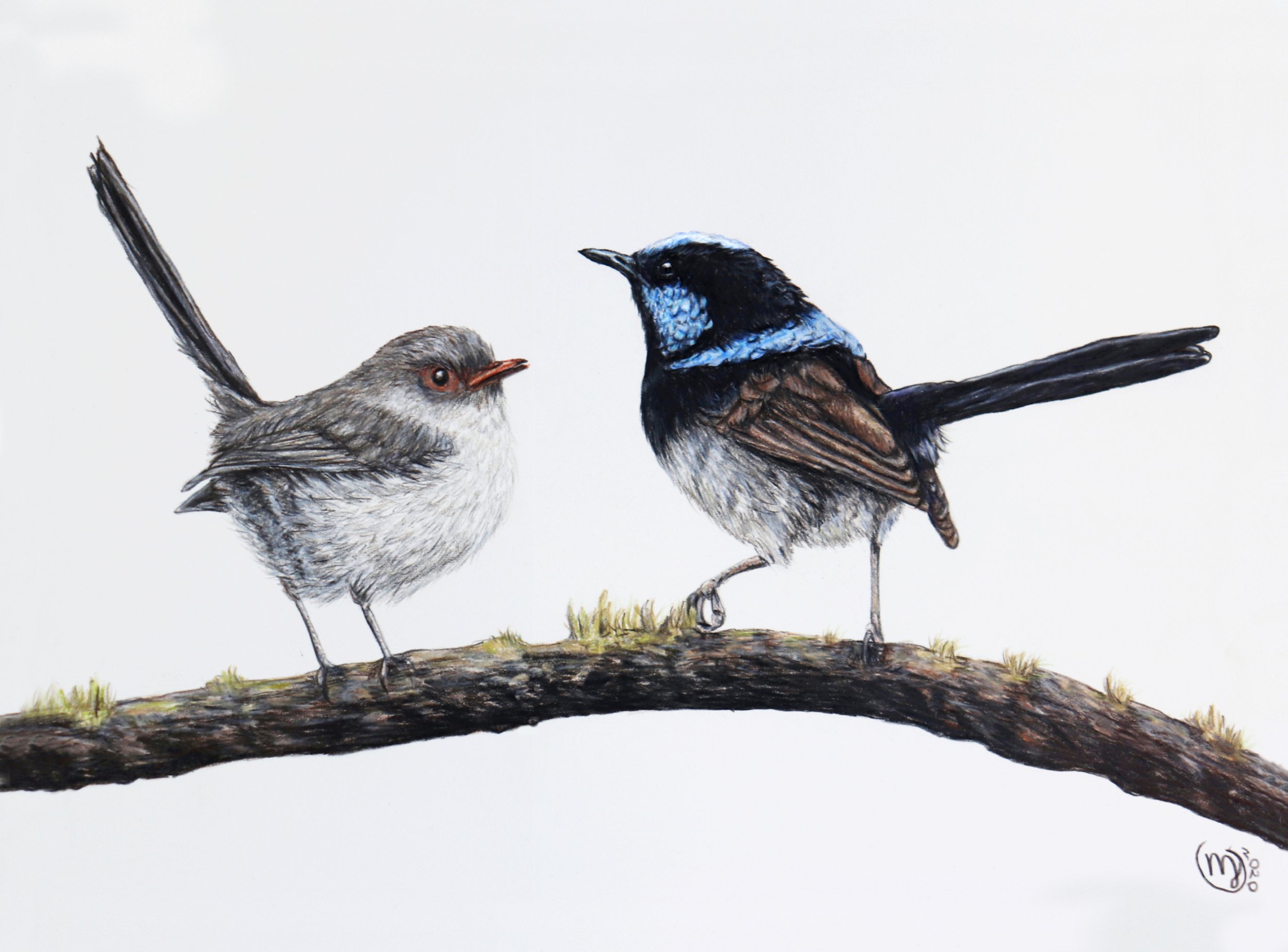 Fairy Wrens - Sold