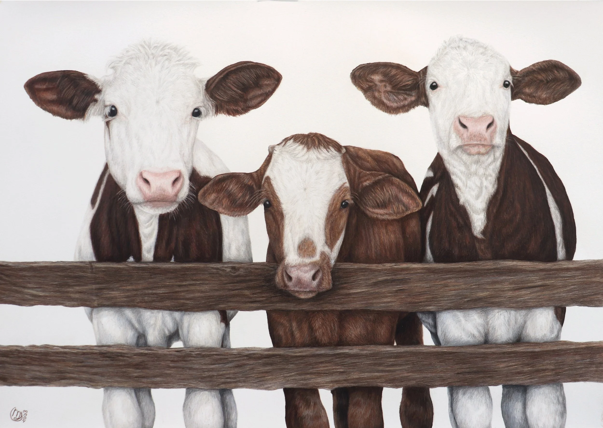 Calves.jpg