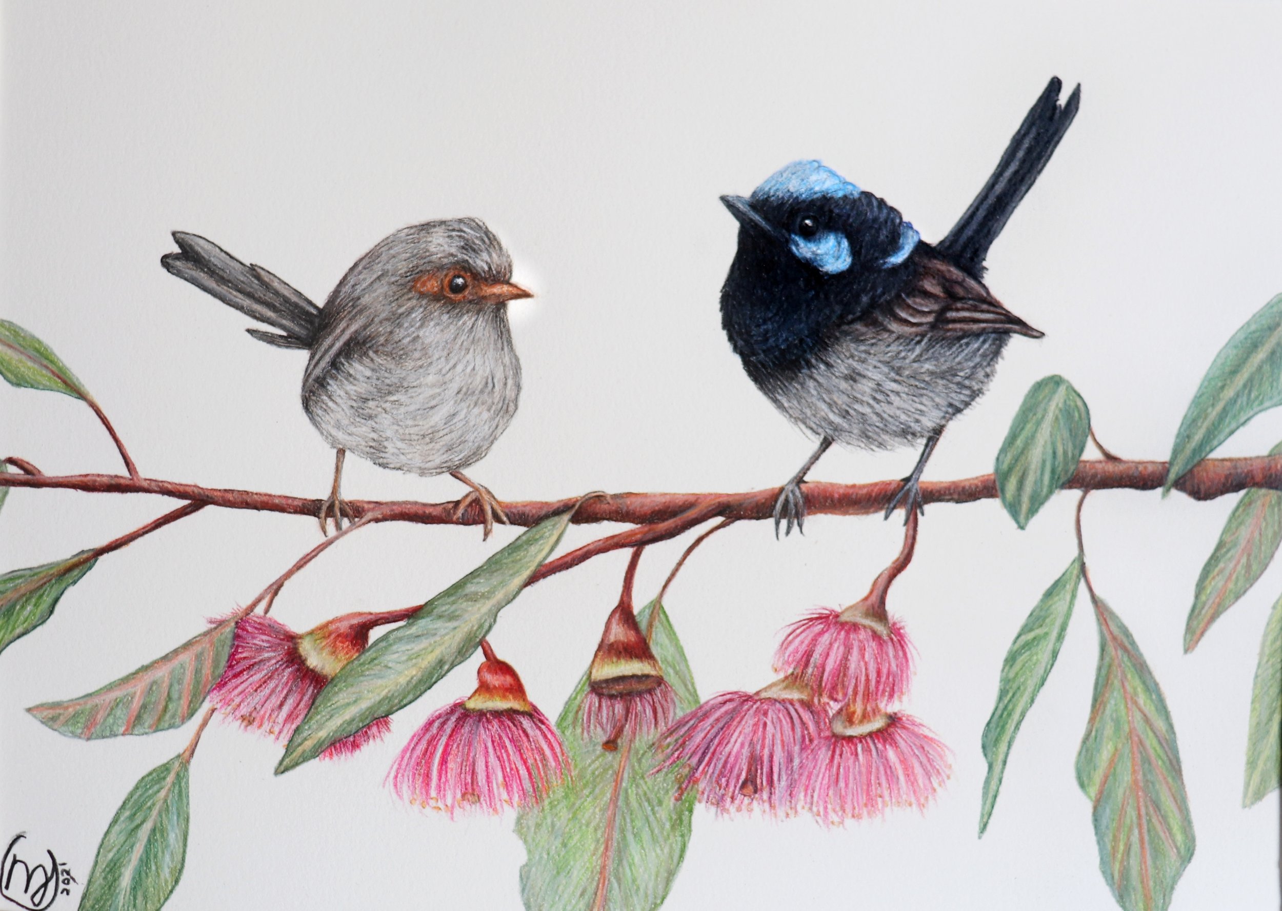 Fairy Wrens with Eucalyptus Blossoms - Sold