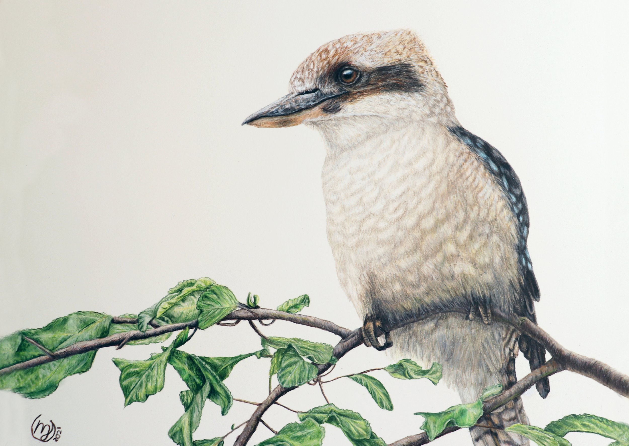 Kookaburra on Branch - Sold