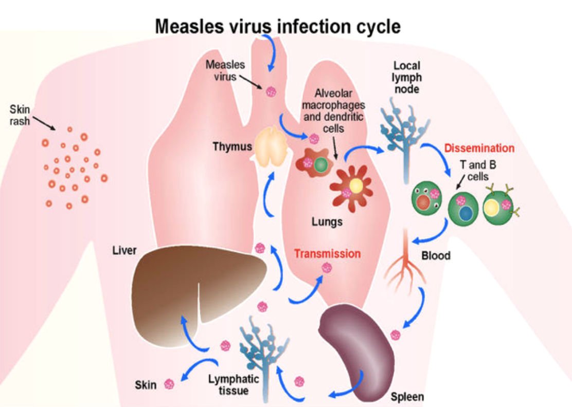 Understanding Measles Immunity: How Do We Know You're Protected?