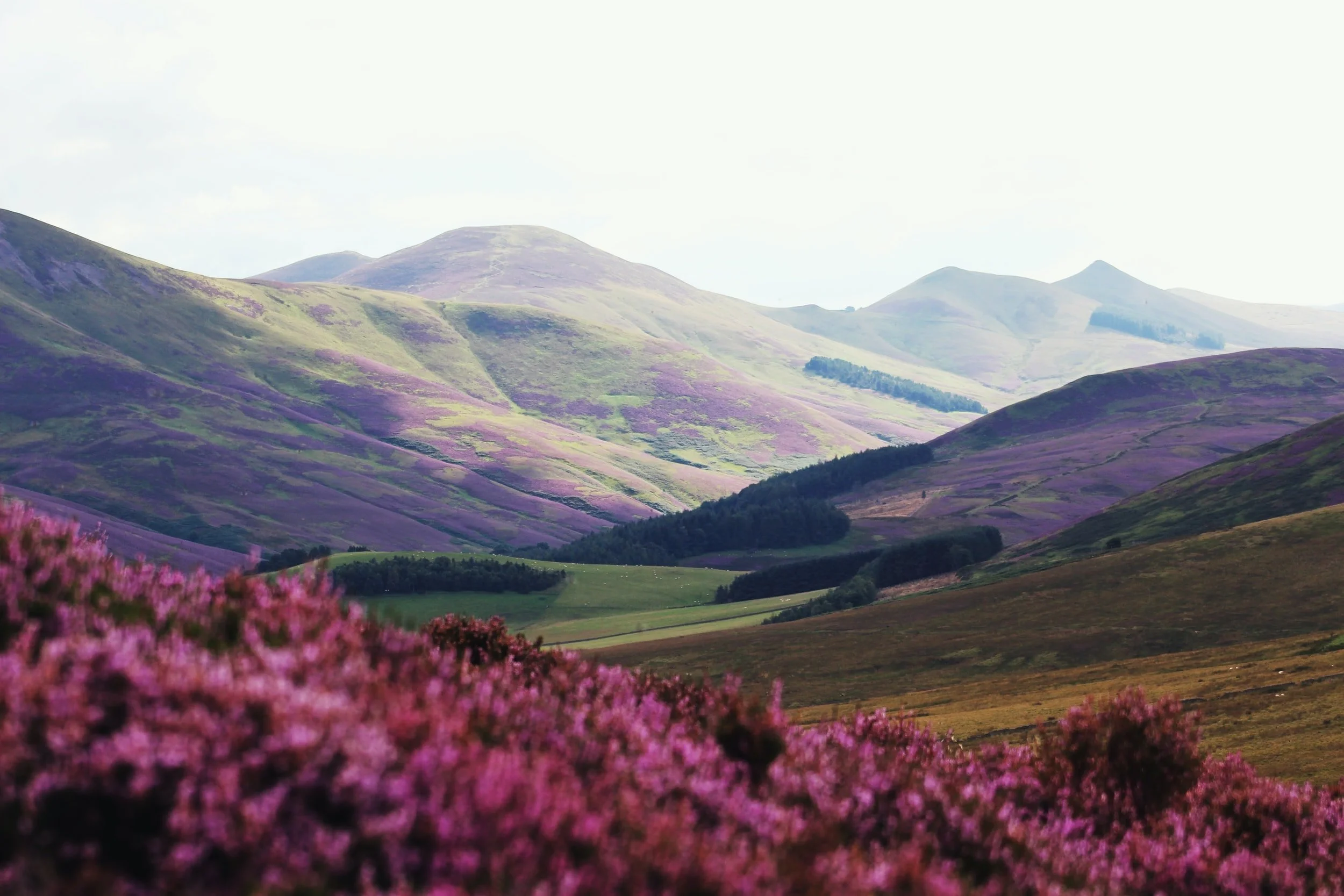 Purple heather flowers with mountain landscape