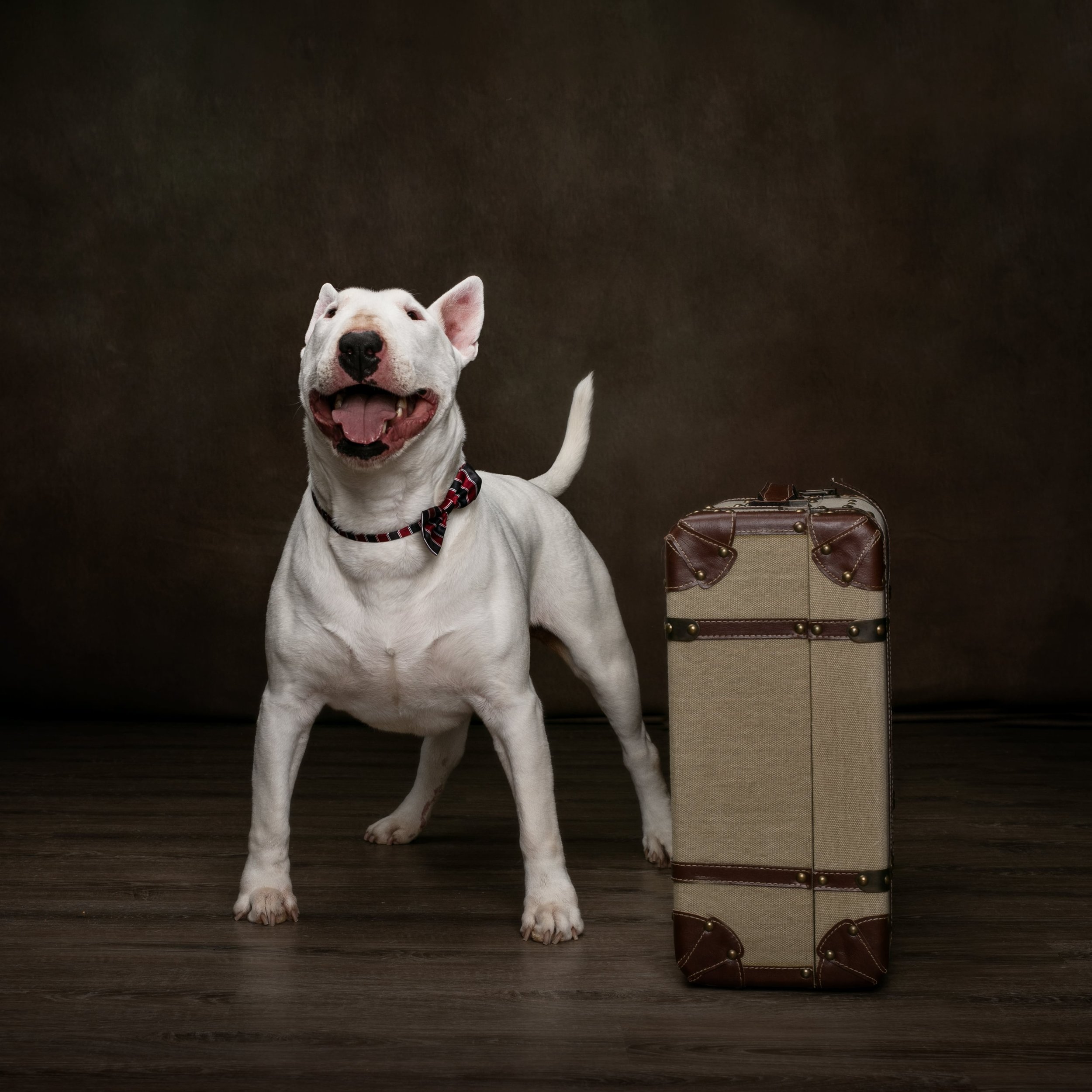 Angie Perisse - Portfolio - Best Buddies - Kids, Pets, Horses, Family and Studio Photo Shoot in Vernon, Texas, USA.