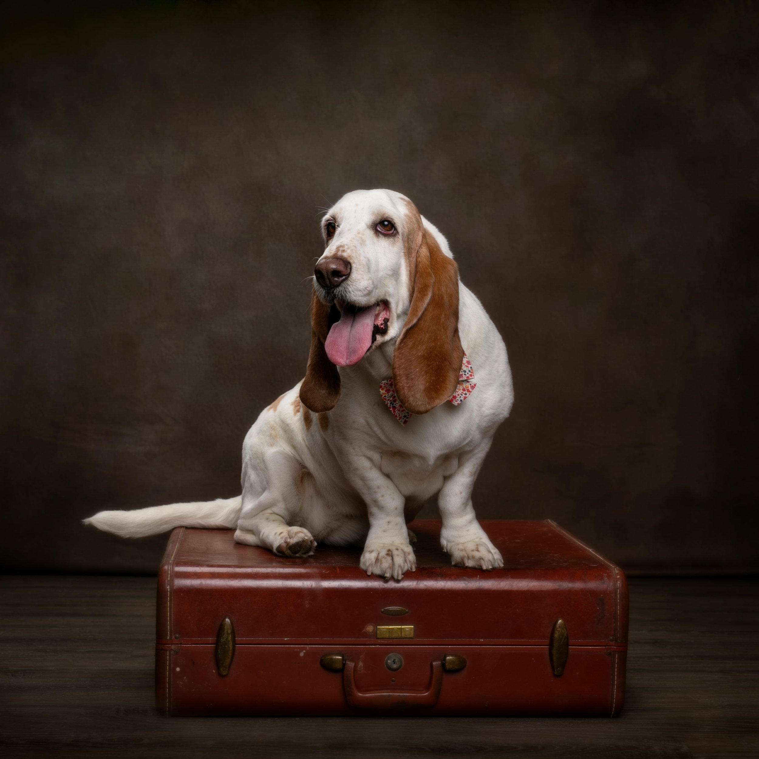 Angie Perisse - Portfolio - Best Buddies - Kids, Pets, Horses, Family and Studio Photo Shoot in Vernon, Texas, USA.