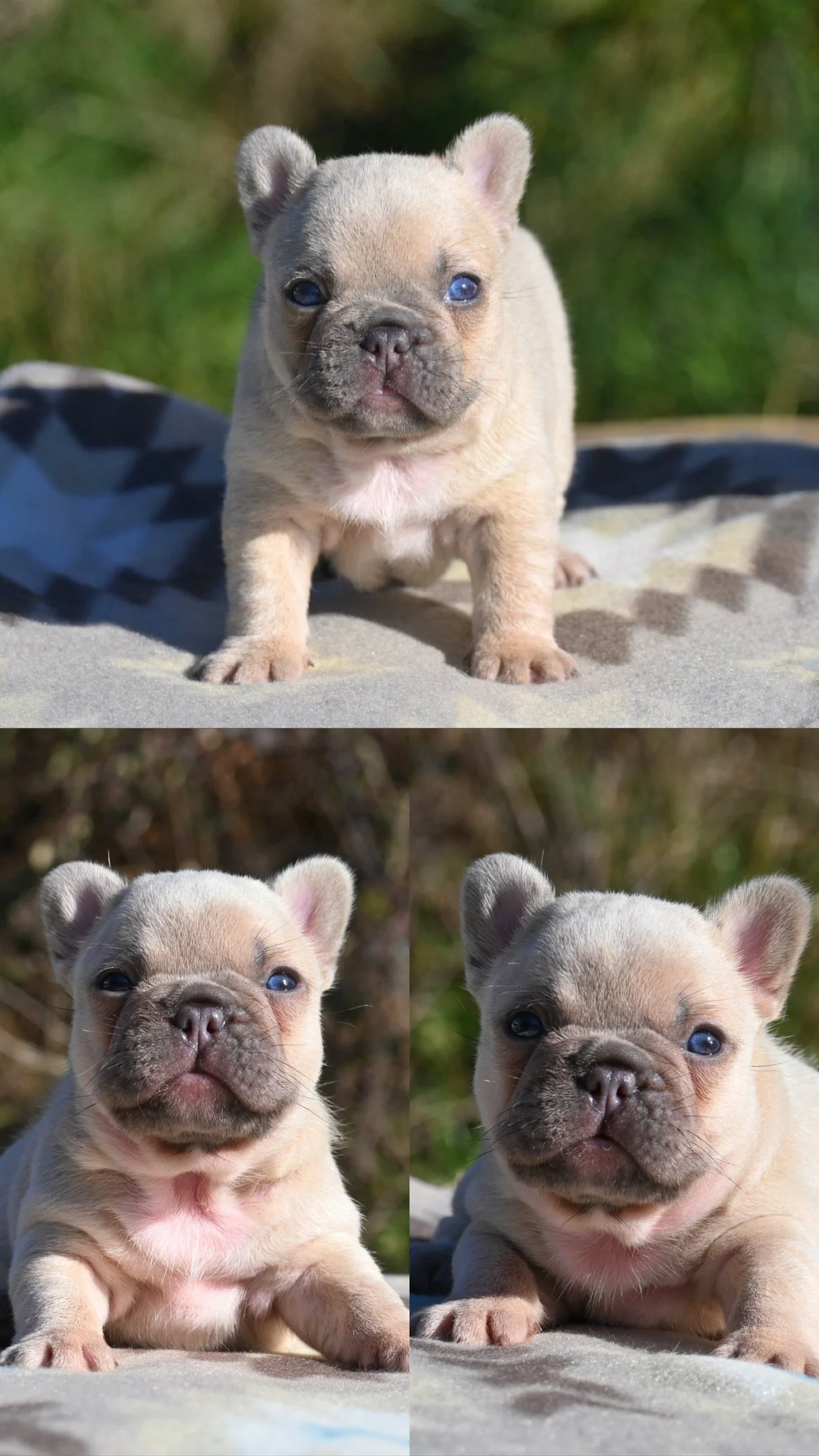 Three images of a small French Bulldog puppy with a beige coat and blue eyes outdoors on grass and blurred background.