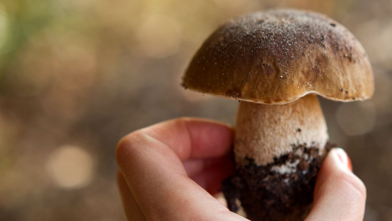 Wild Adventurers: Mushroom Hunt &amp; Field Identification Skills (Ages 10-12)