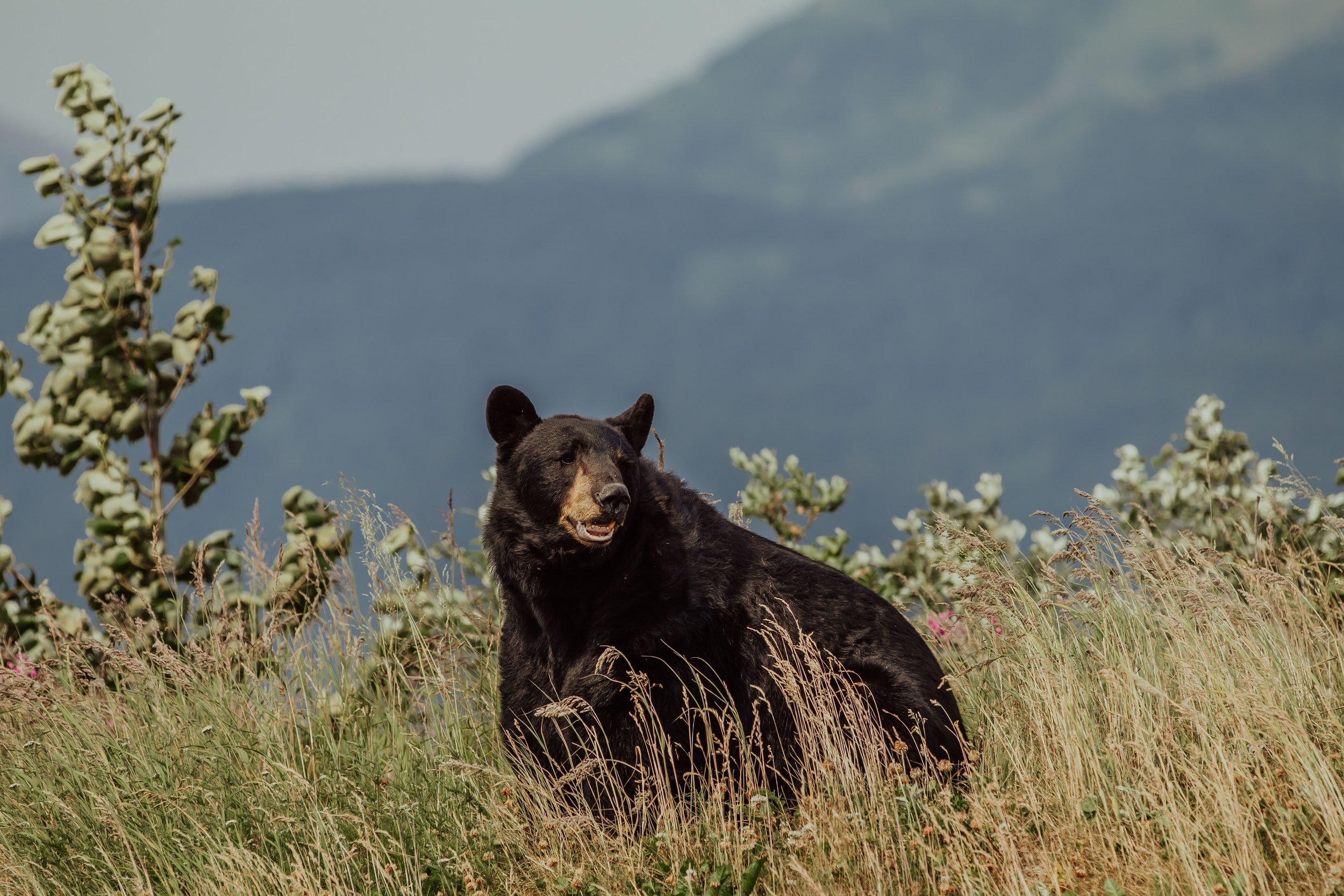 Let’s Talk About Black Bears w/ Colorado Parks &amp; Wildlife