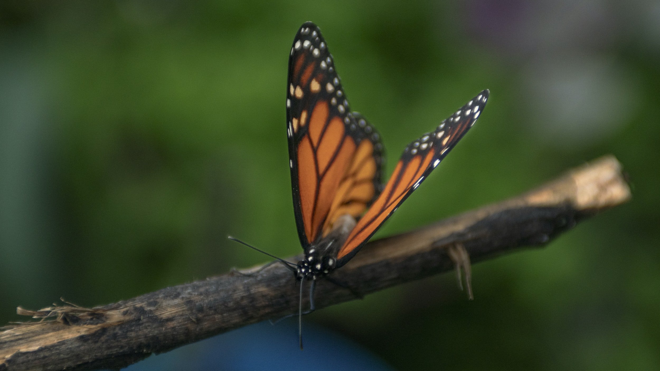 Bear Cubs: Butterflies &amp; Moths