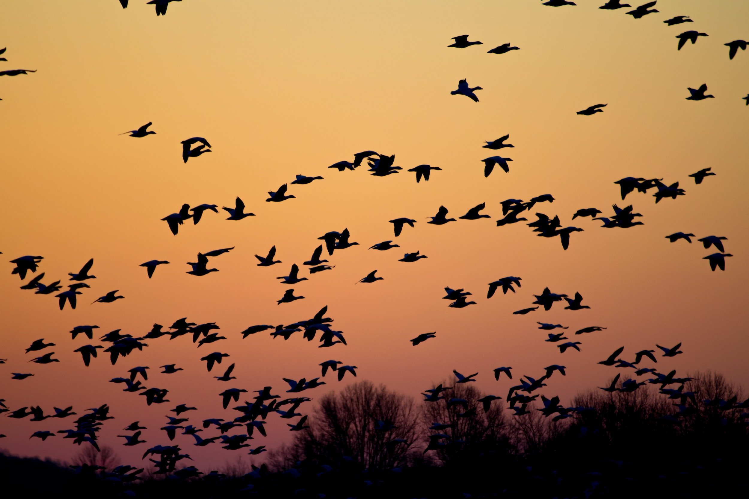 Bear Cubs: Bountiful Beautiful Birds