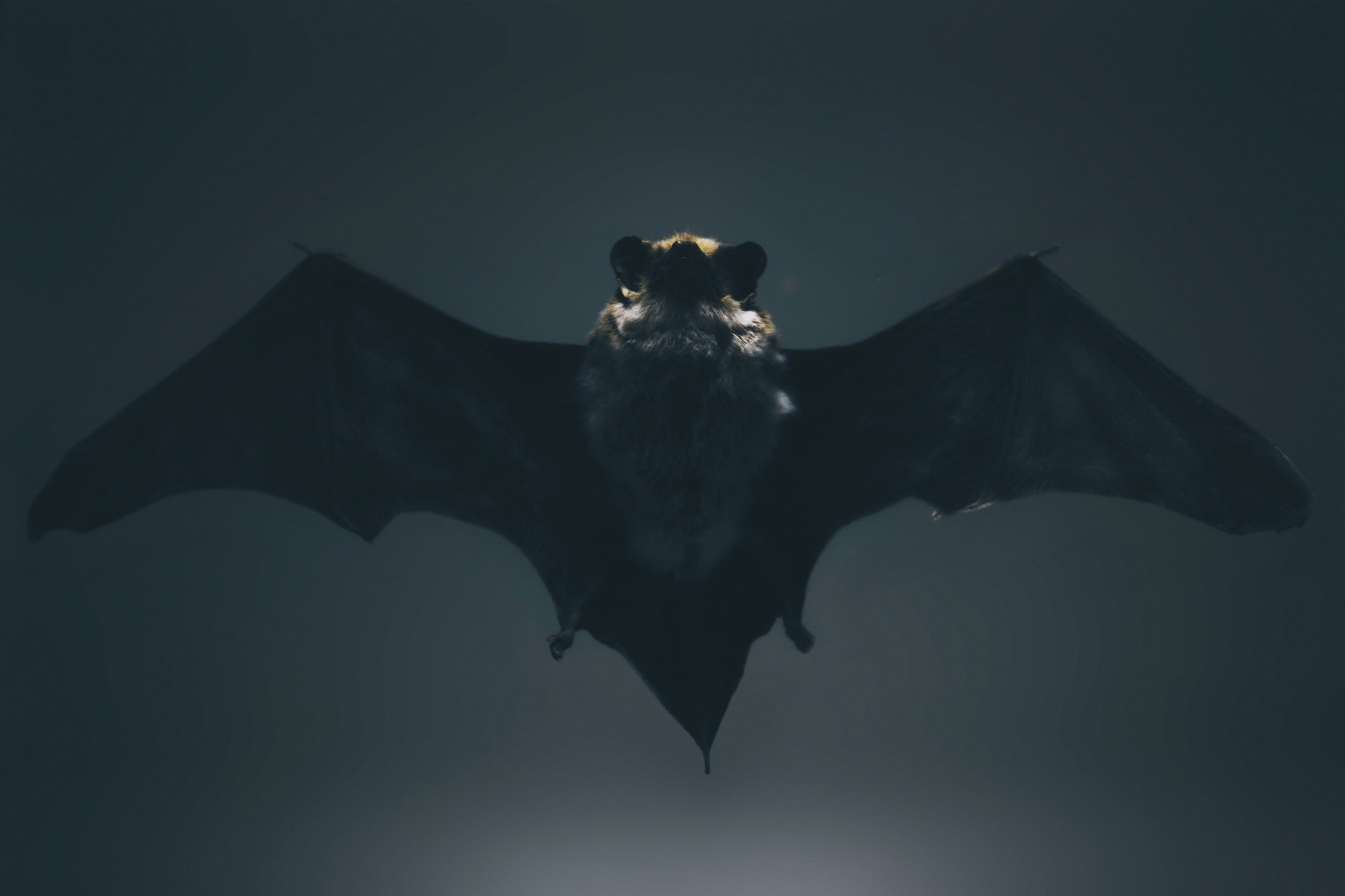 Bear Cubs: Mysterious Bats
