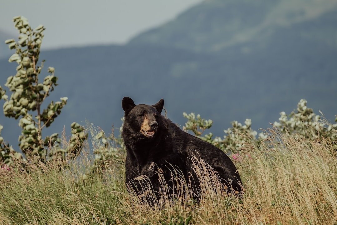 🐻 Bears are back out after their long hibernation and now is a great time to brush up on your Black Bear stewardship knowledge! ⁠
⁠
Join Wild Bear + @coparkswildlife for a Bear Aware presentation &quot;Let's Talk About Black Bears&quot; on May 3rd f