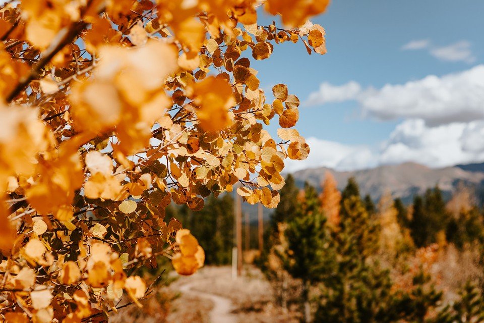 Art in the Wild: Looking for Light (Inspiring Nature Photography on Your Home Trails)