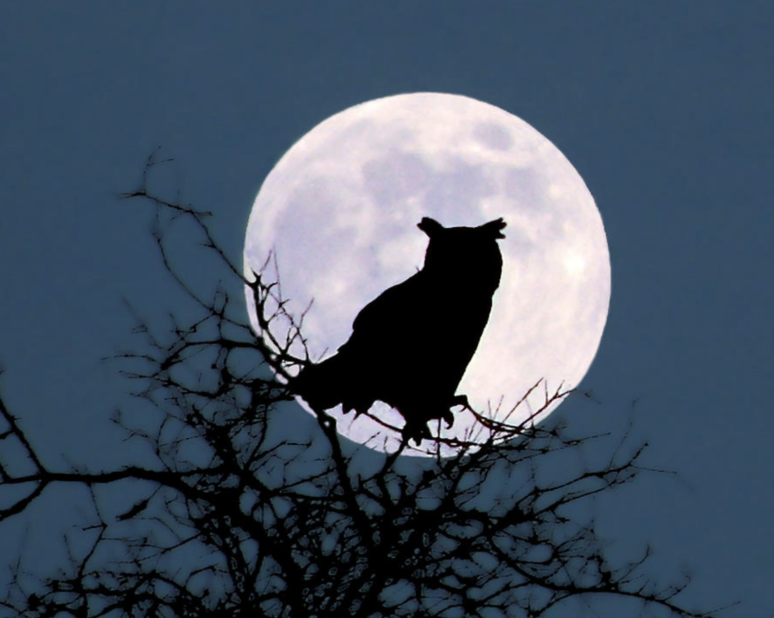 Owl Moon