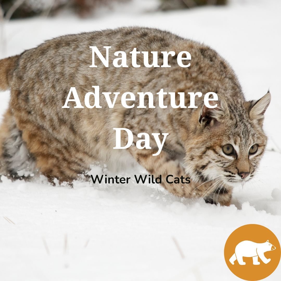 Nature Adventure Day - Winter Wild Cats