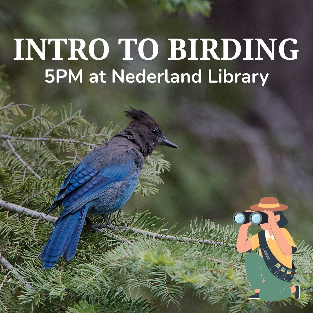 Intro to Birding