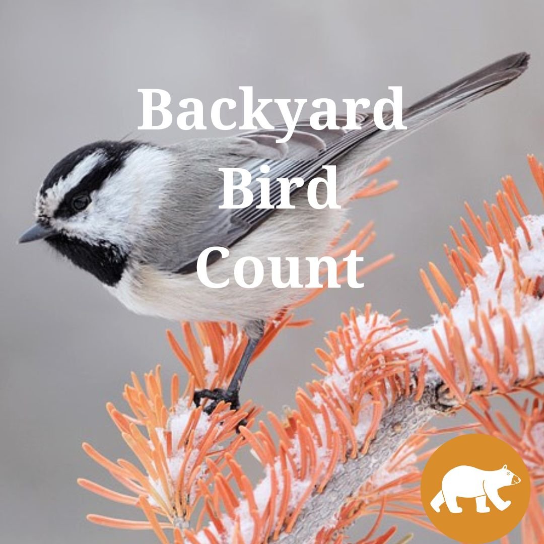 Backyard Bird Count