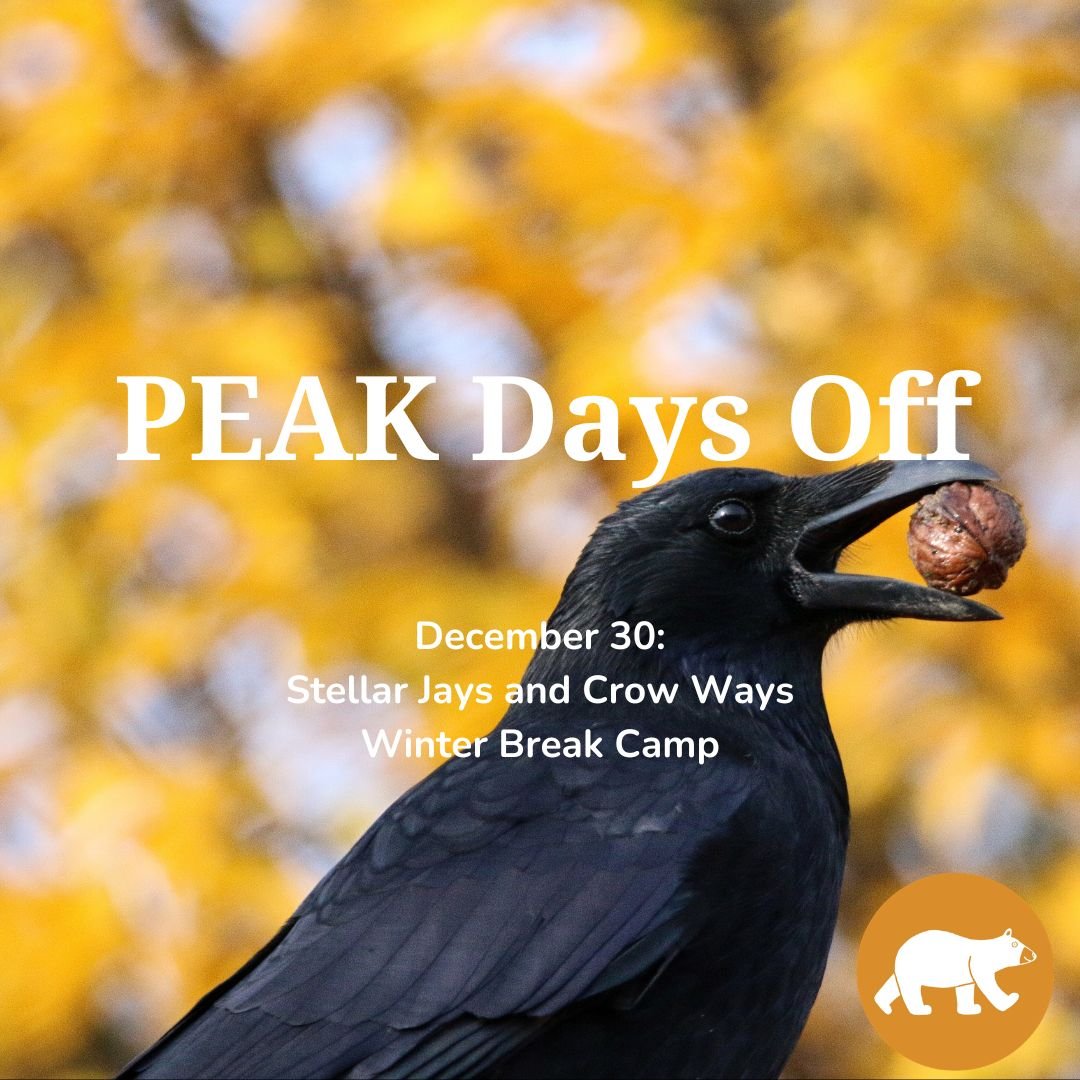 PEAK Days off: Stellar Jays and Crow Ways — Winter Break Camp