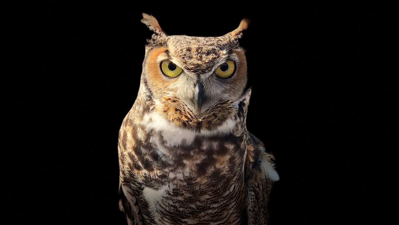 Owl Ambassadors at Winter Solstice Celebration w/Nature's Educators (All Ages)