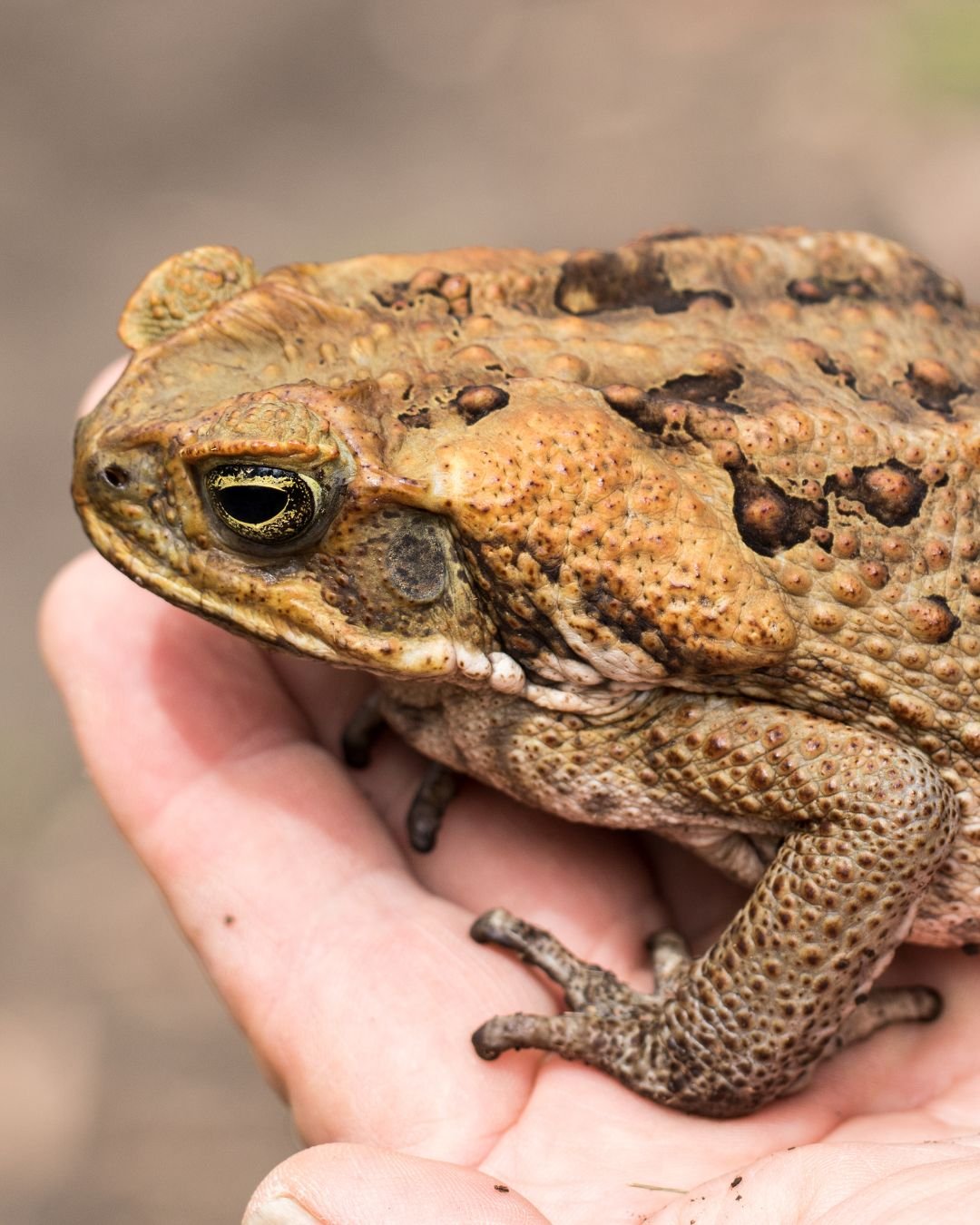 Creatures Near and Far — Wild Bear Nature Center - We Are Nature