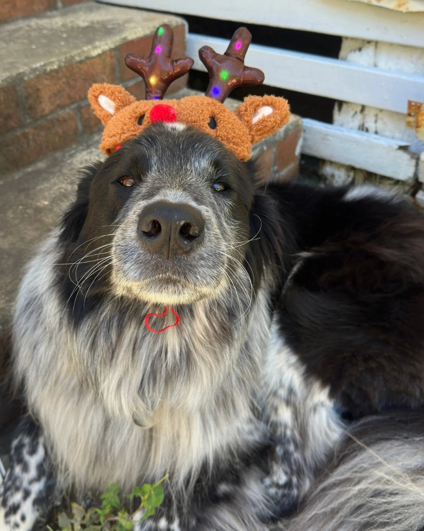 The silly season is officially over!! We&rsquo;re back to normal trading hours, open every day except Thursdays.

Don&rsquo;t do a Morris and forget we&rsquo;re not there on Thursdays&hellip;  Poor little guy! 🐶☕️