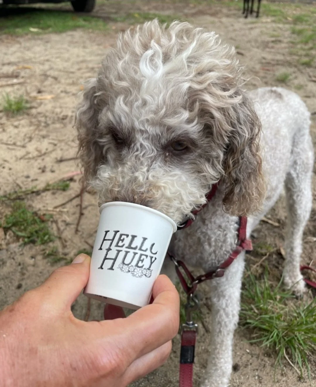 Doggiechino made with love for our little Maxi girl 🐶🤍 She truly enjoyed it. We absolutely love making these for our little friends.