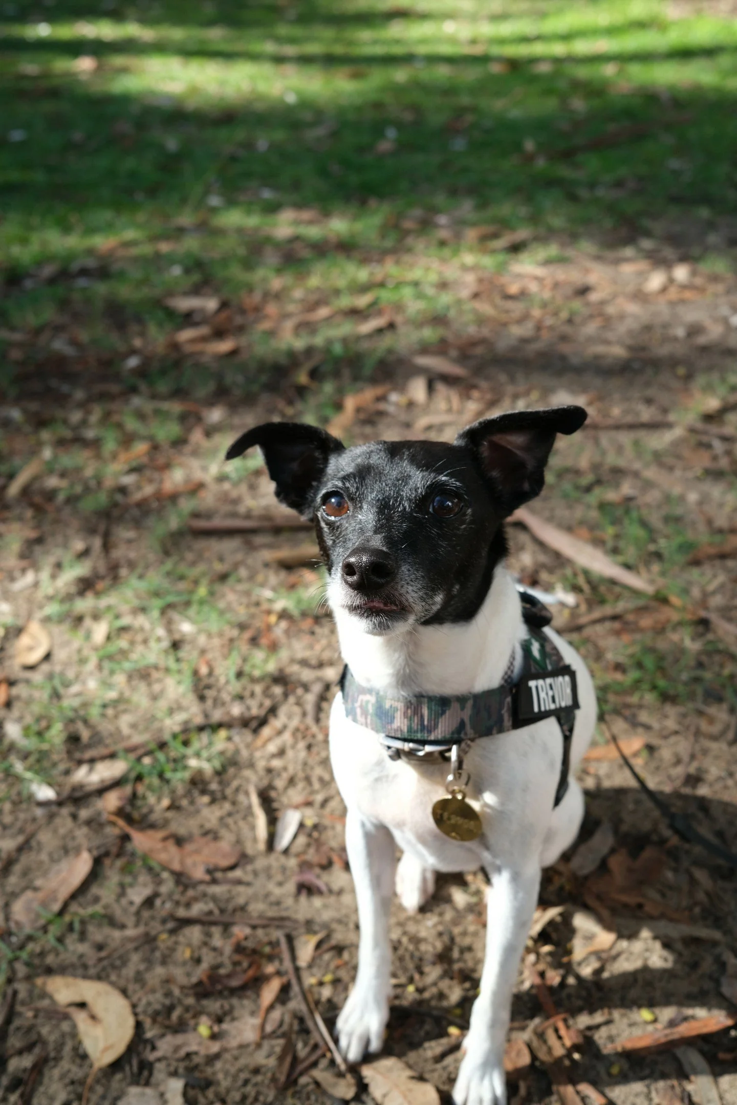 Little Trevor 🤍

Our tiny regular with the biggest personality!
A big dog in a small dog body, always showing up for his Huey chicken biscuits and puppachinos. 

The sweetest boy, and honestly, we&rsquo;re all a little obsessed 🐾