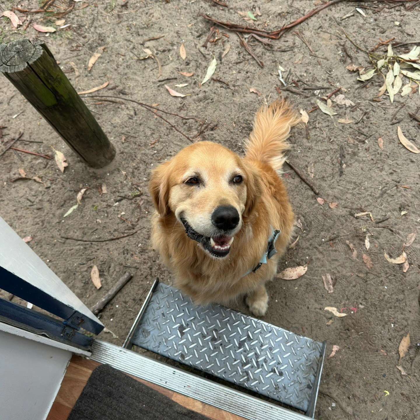 We love it when cute little visitors pop by the back door at Hello Huey 🐶🤍