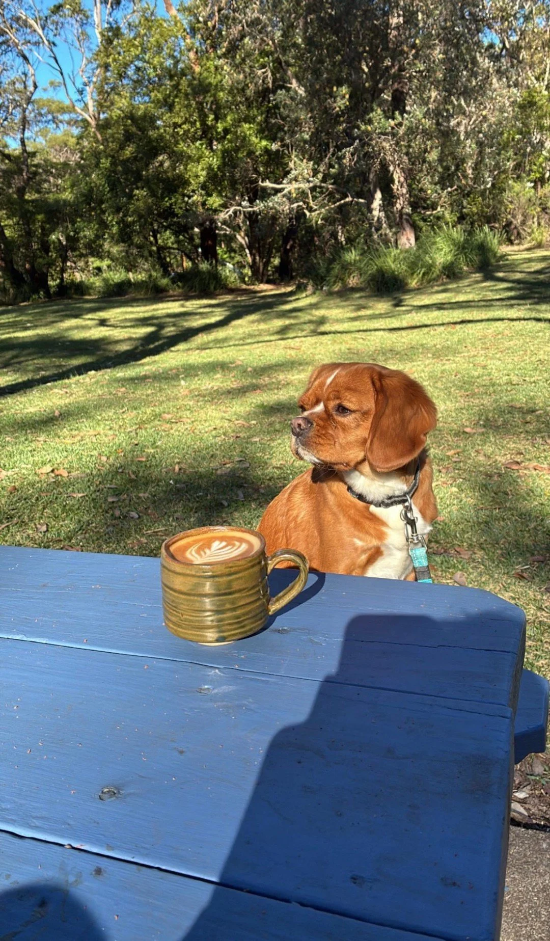 Just Henry, enjoying his coffee in the sunshine ☕️🐾