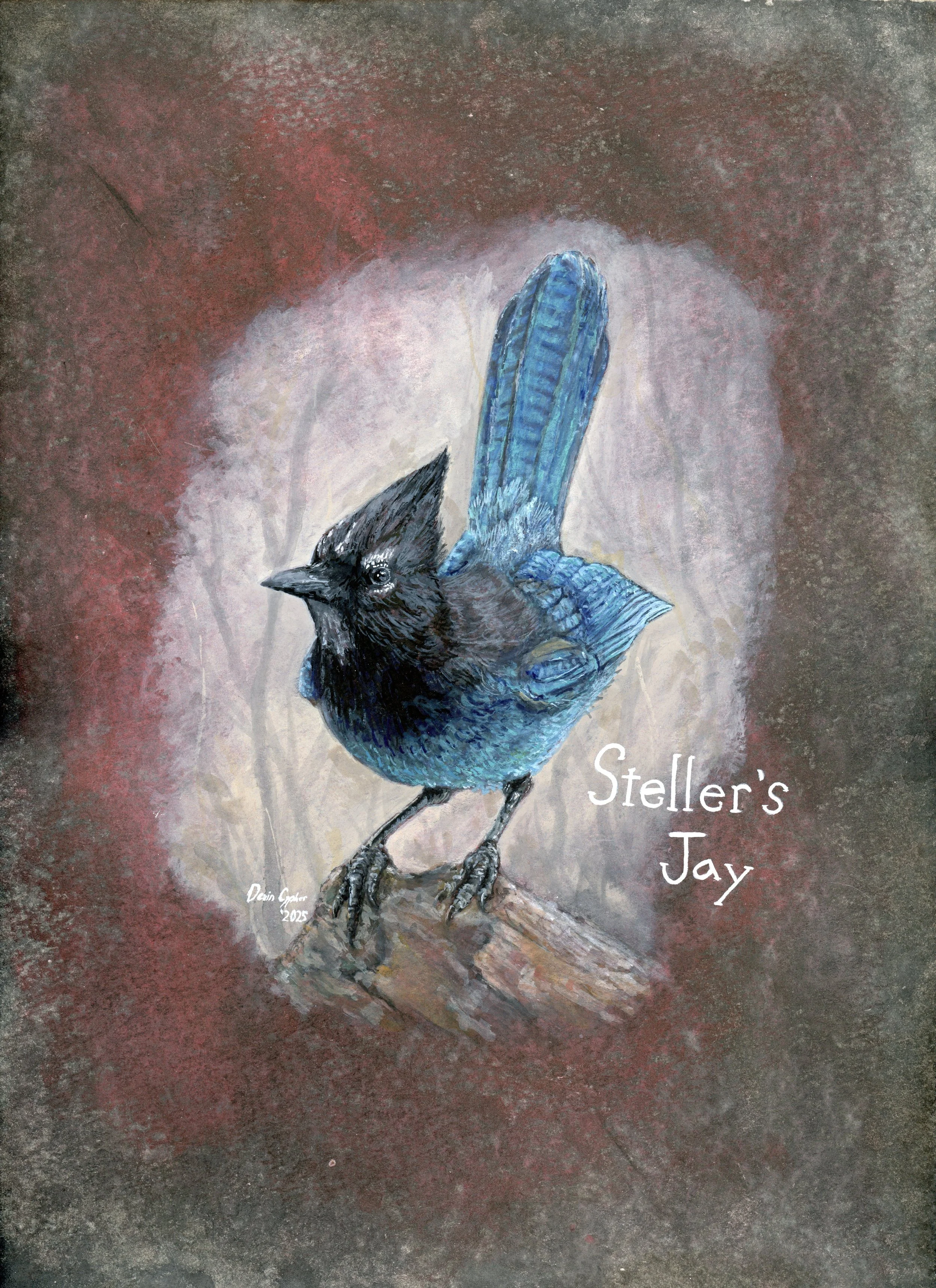 Stellers Jay.jpg