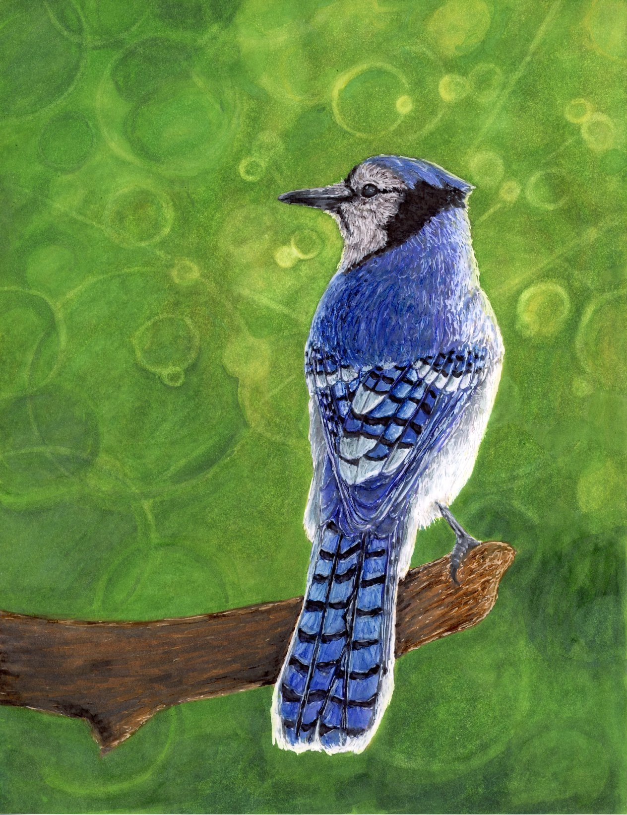 Bluejay sun rays small.jpg