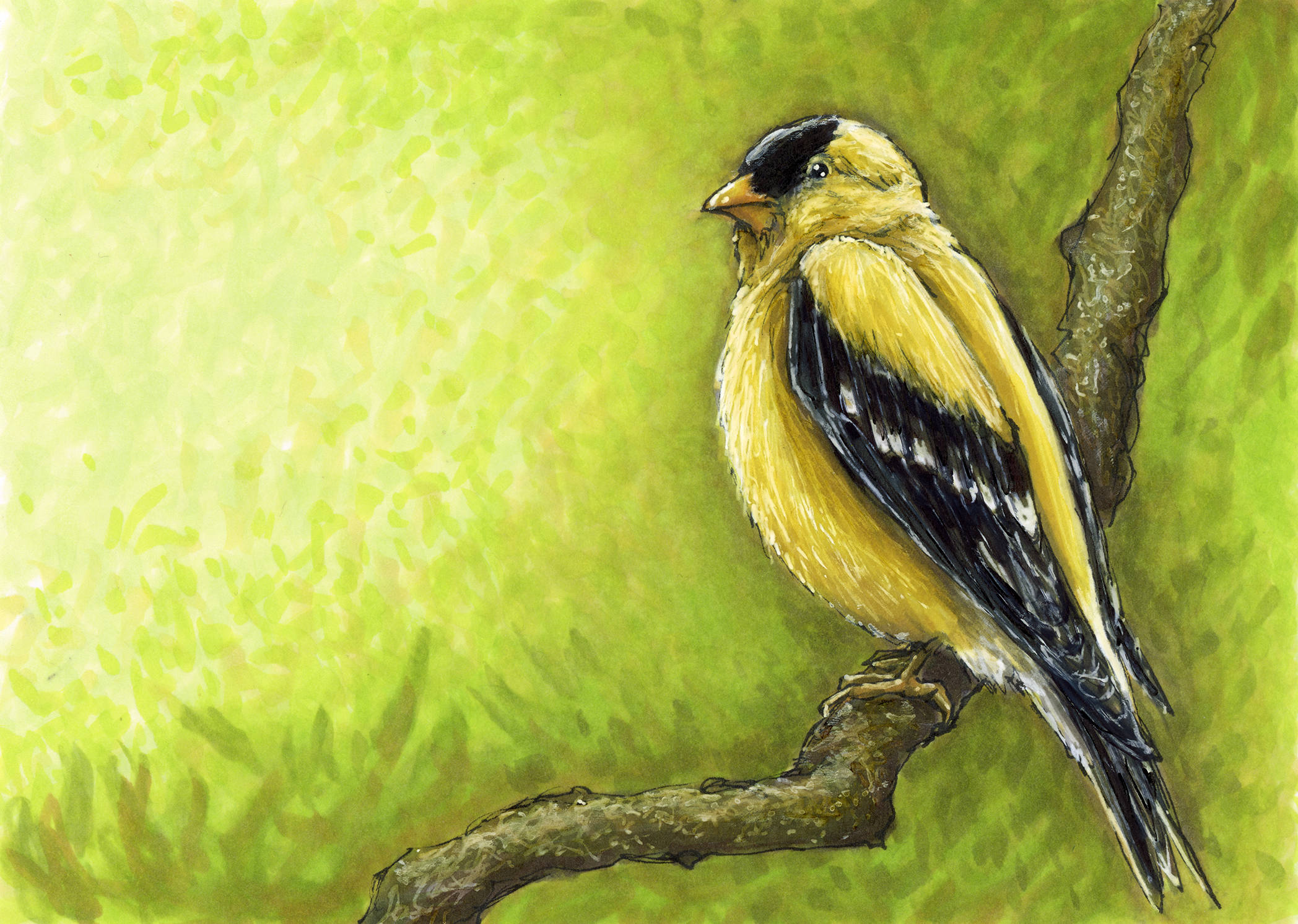 Yellow Finch Small.png