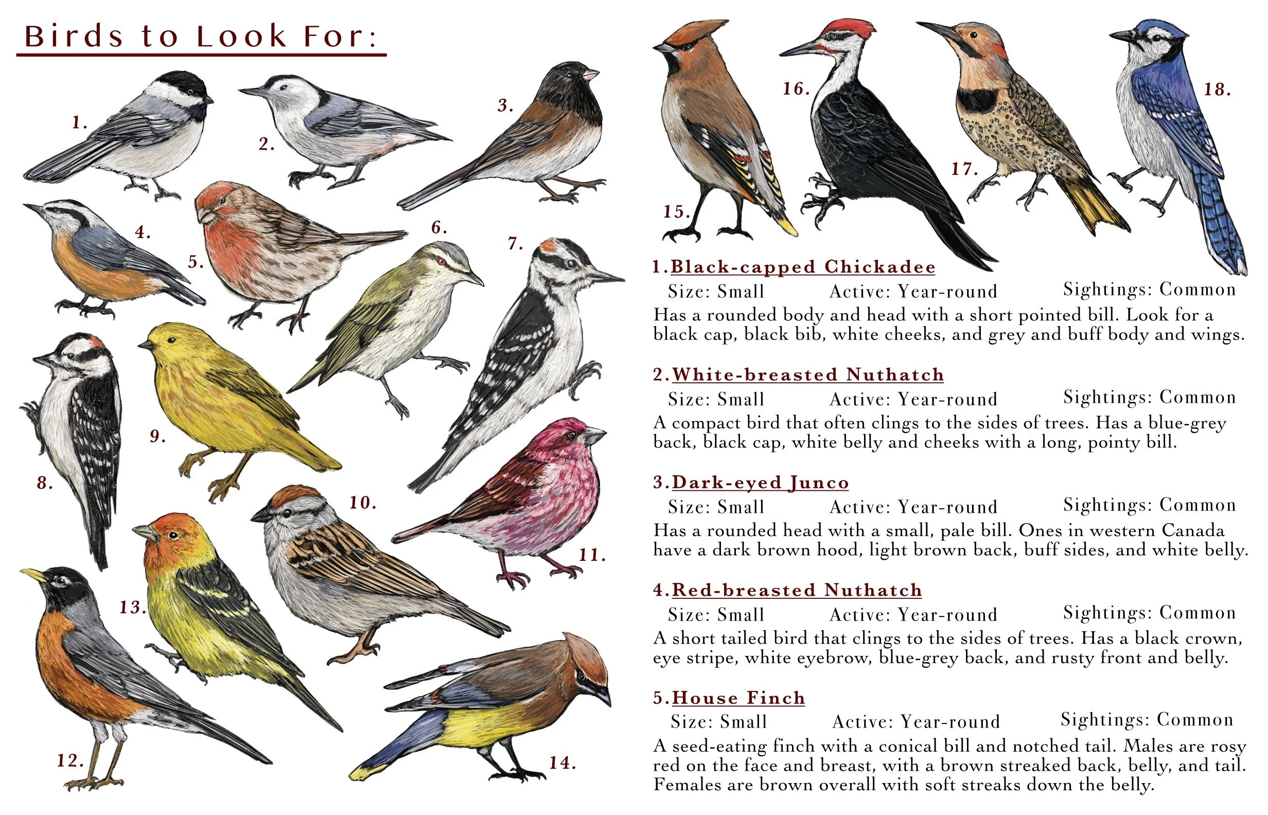 Mill Creek Birdwatching p2.jpg