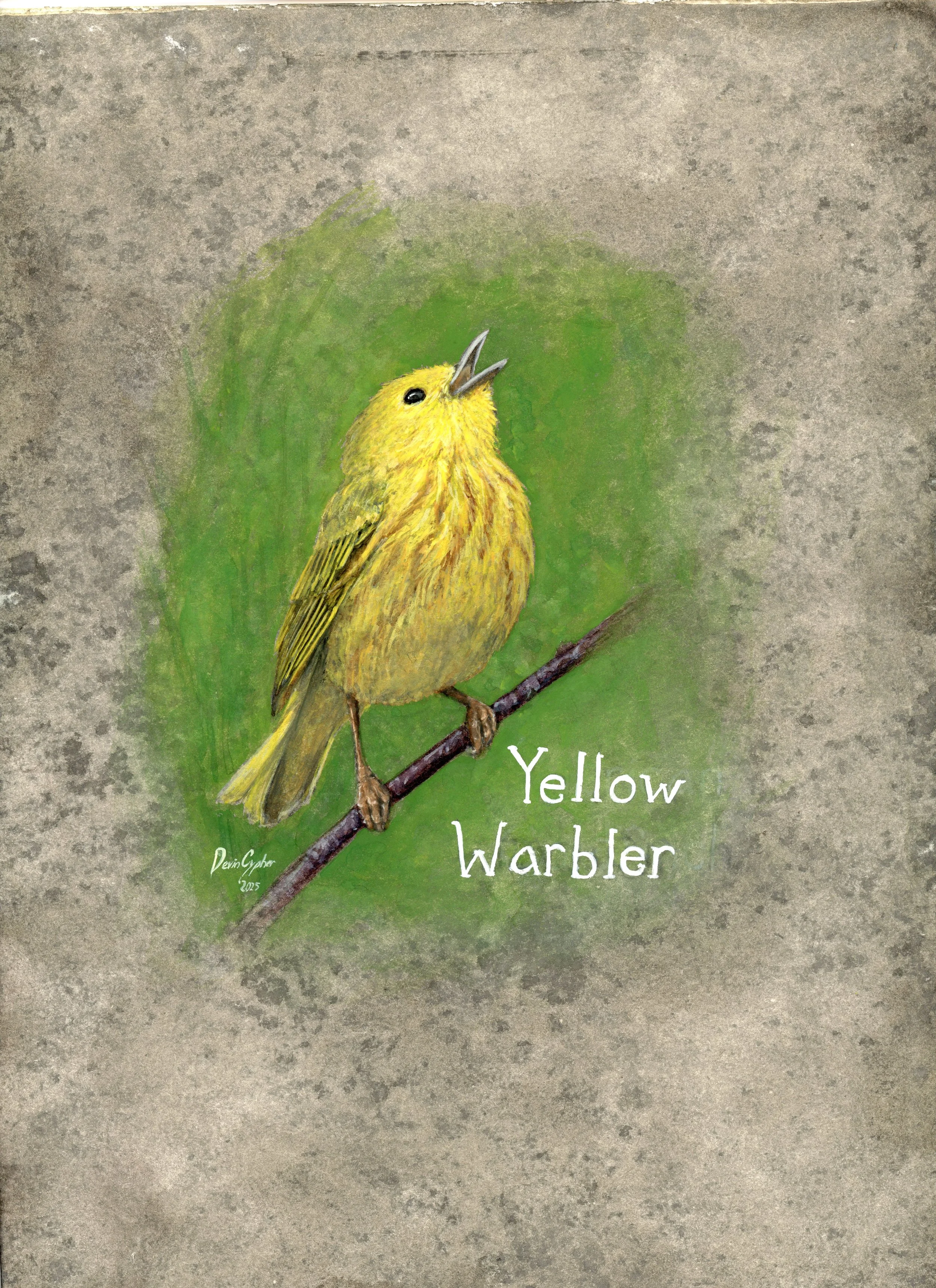Yellow Warbler.jpg