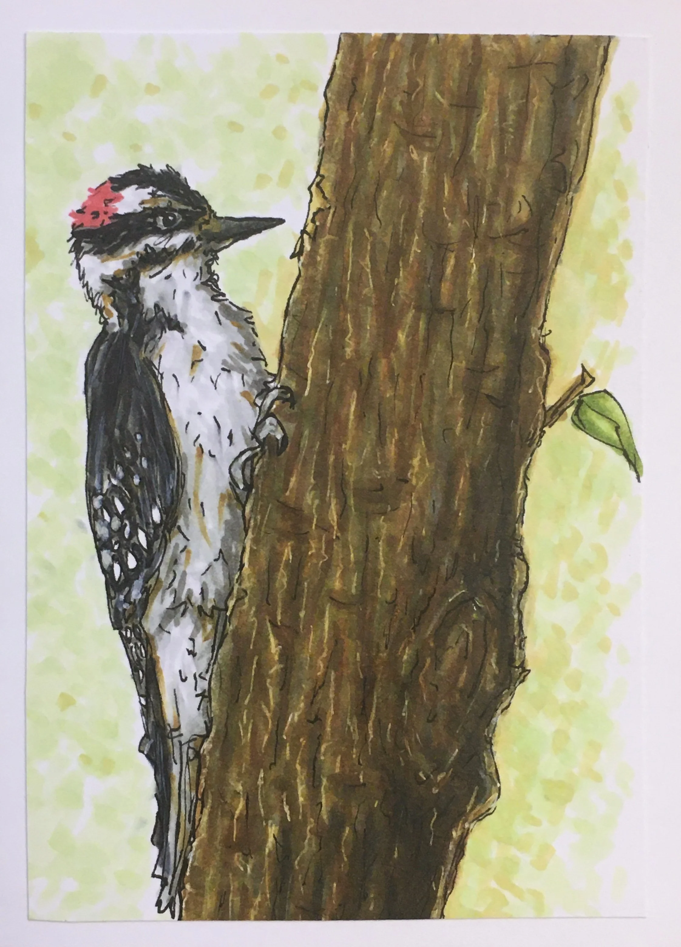 Harry Woodpecker card.jpeg